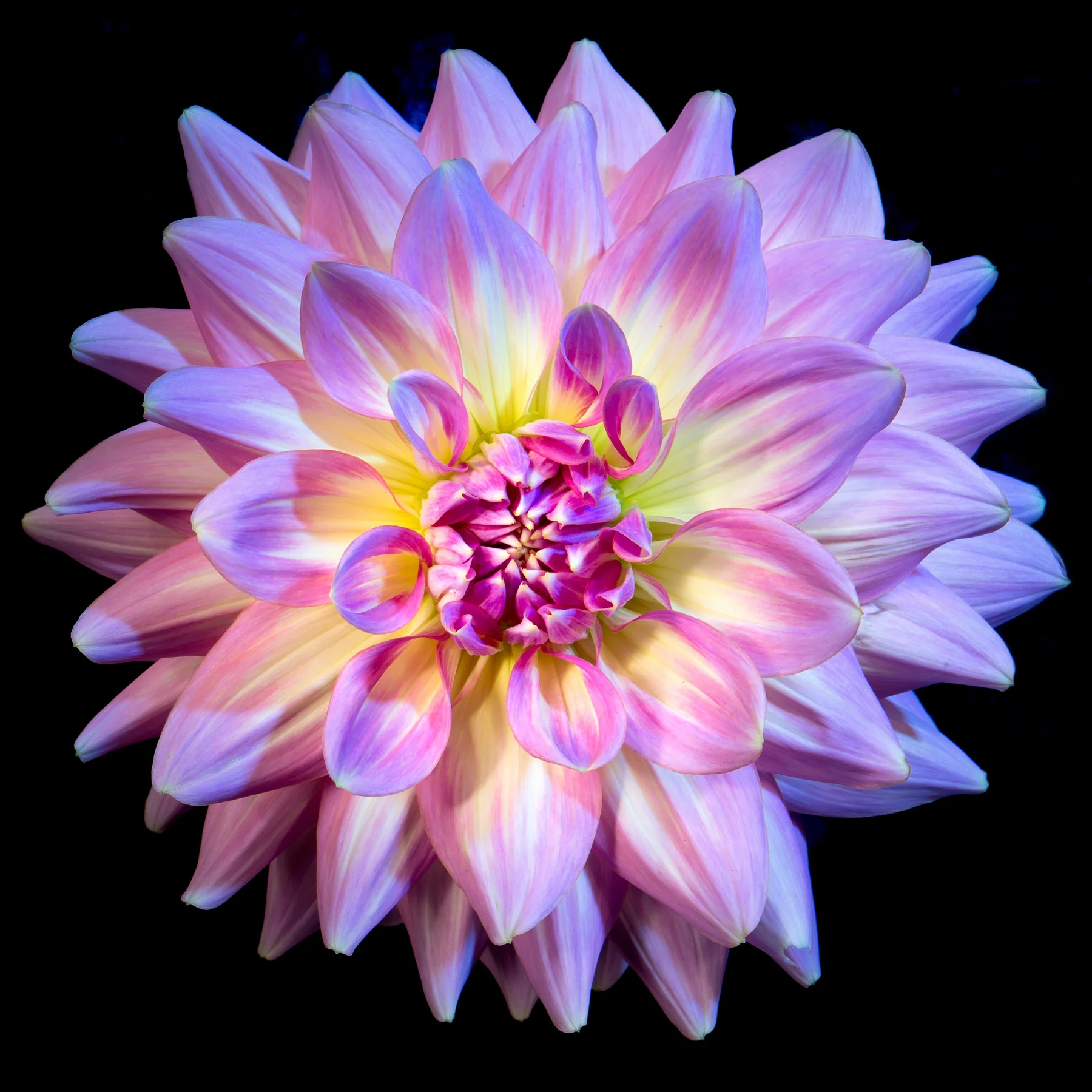 27_James-Robinson_Botanicals___M7A6117.jpg