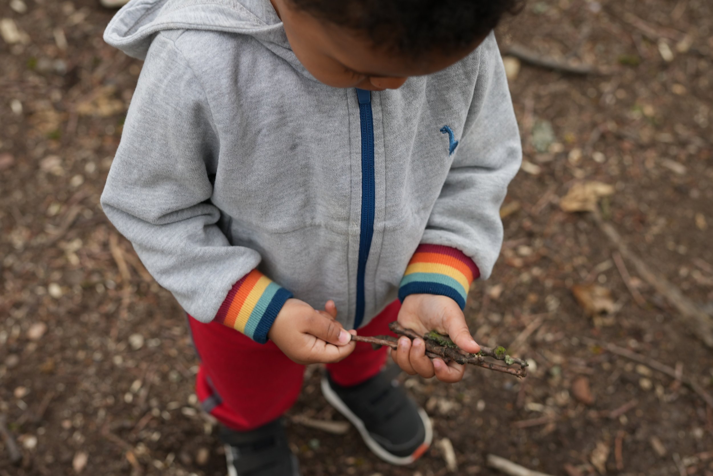  Little boy has a collection of sticks that he has found in the woods for his group activity 