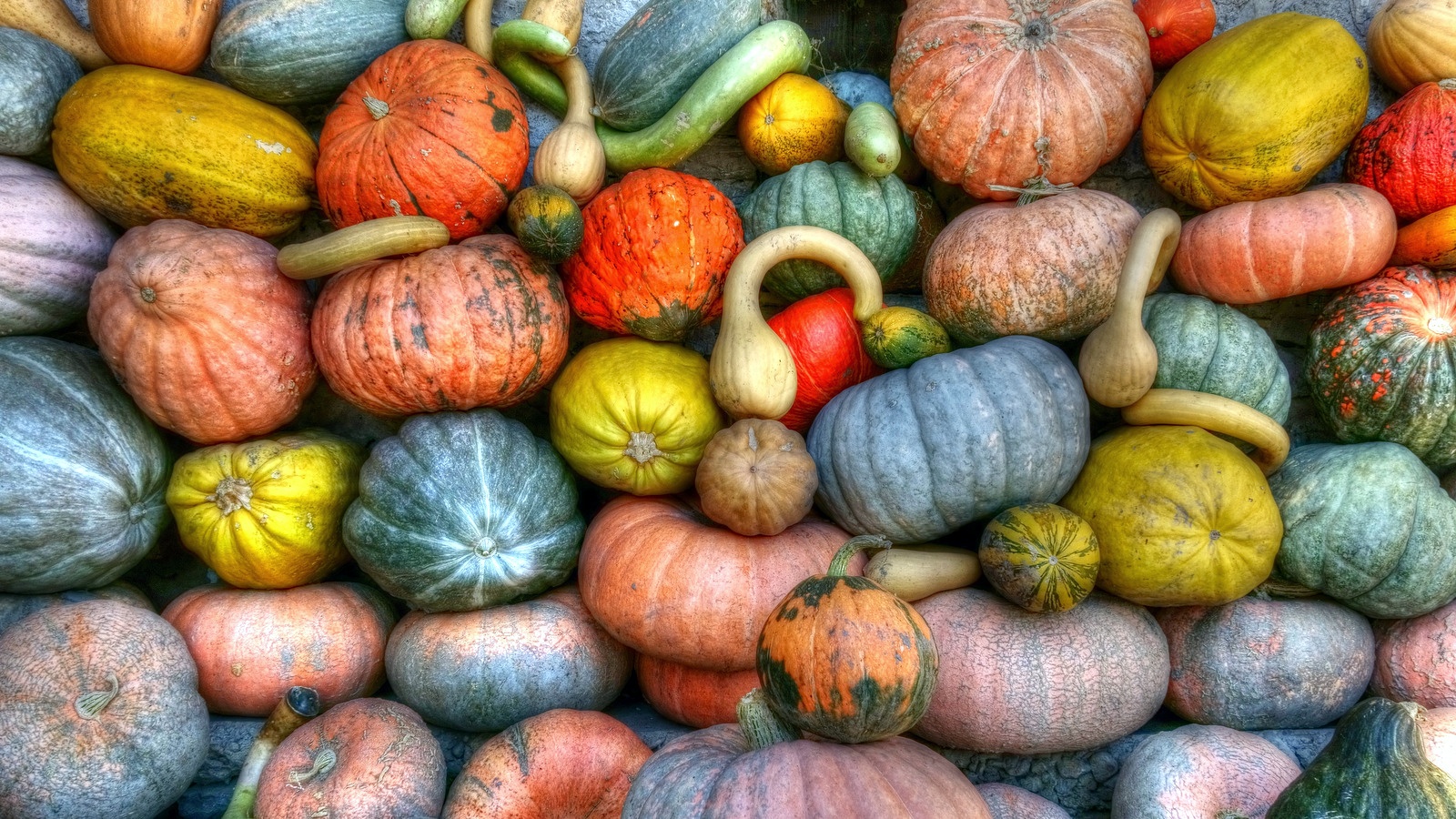 pumpkins.jpeg