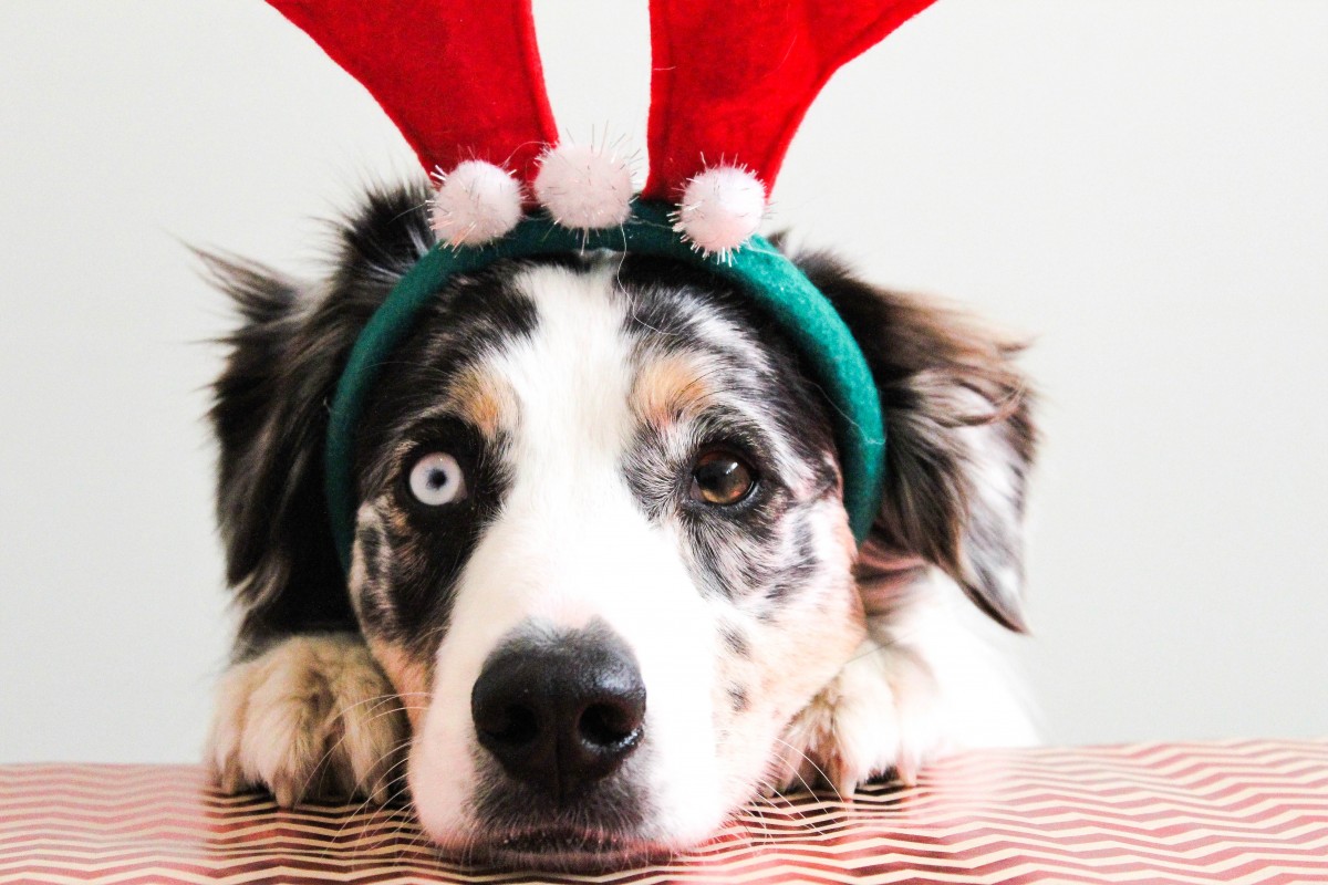 ChristmasPup.jpg
