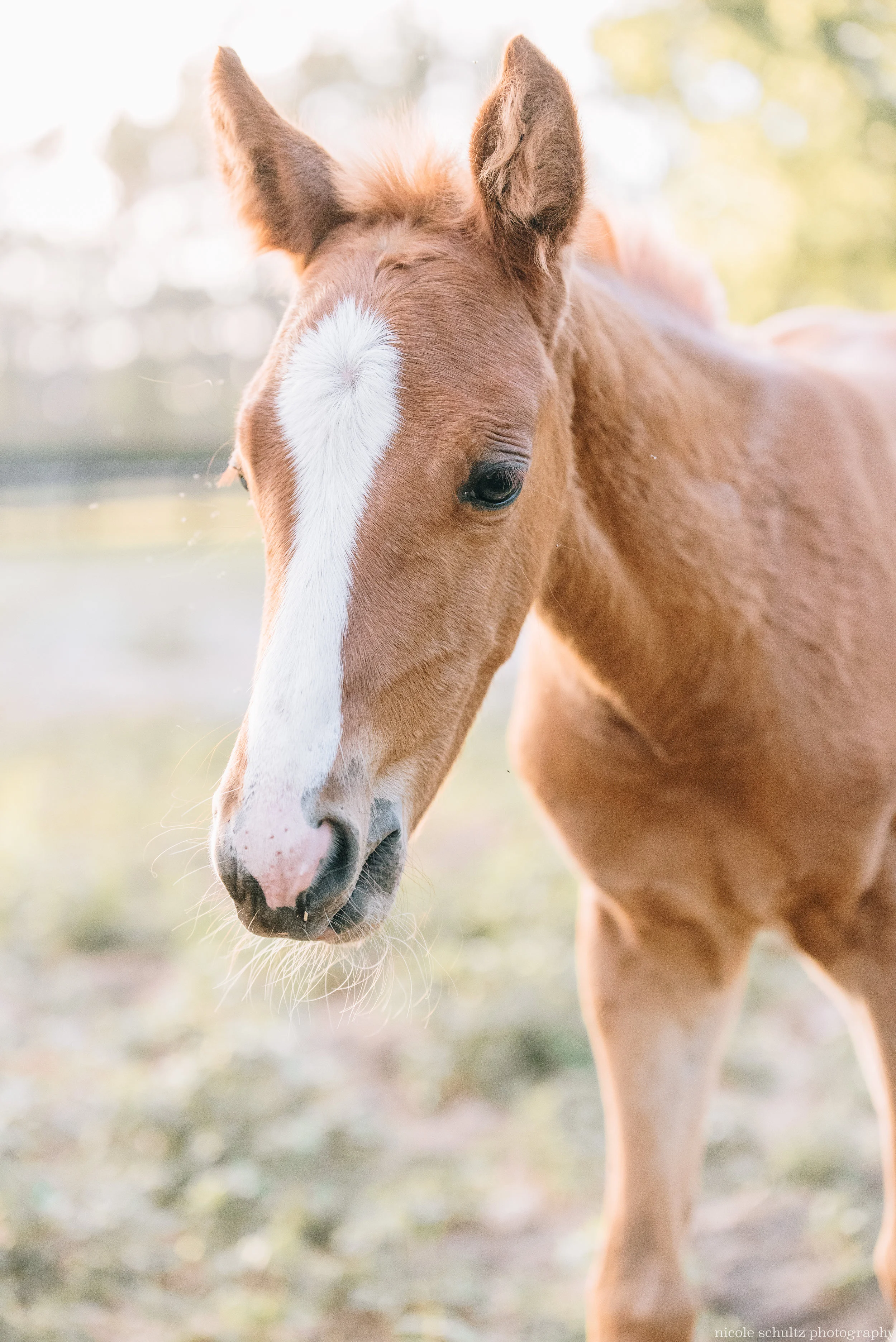 Mocking T  | Jacksonville, Florida Equine Photography | Nicole Schultz Photography