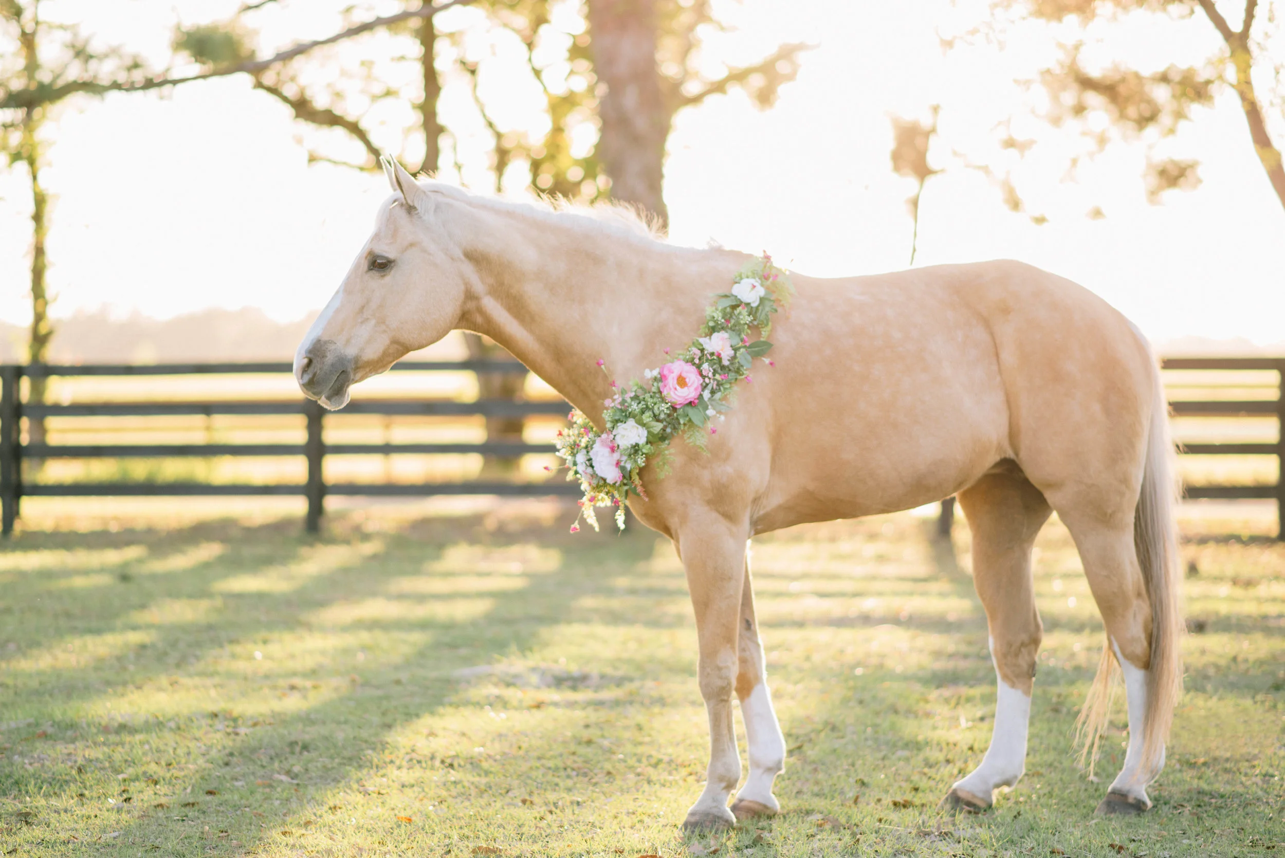 Missy | Tampa, Florida Horse Photography | Nicole Schultz Photography