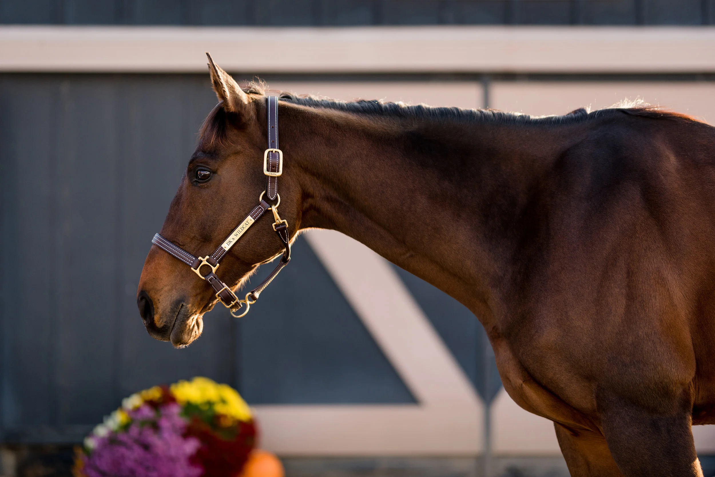 DK's Wildcat | New Jersey Equine Portraiture Session
