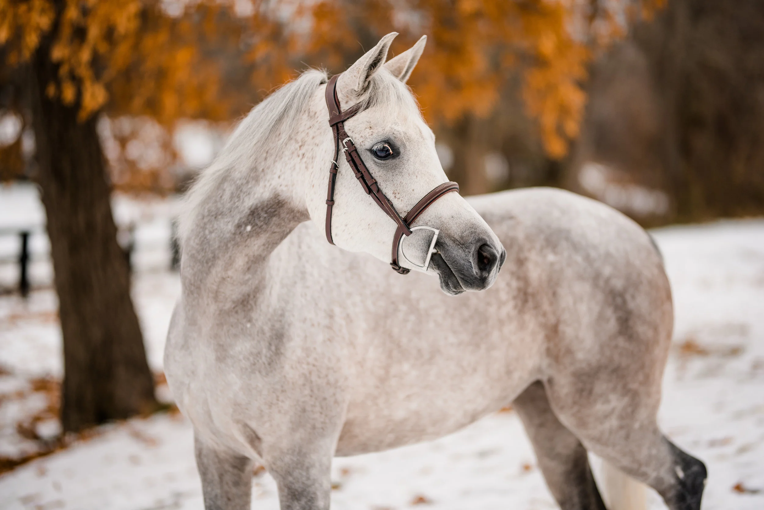 Heaven | New Jersey Equine Portraiture Session | Nicole Schultz Photography