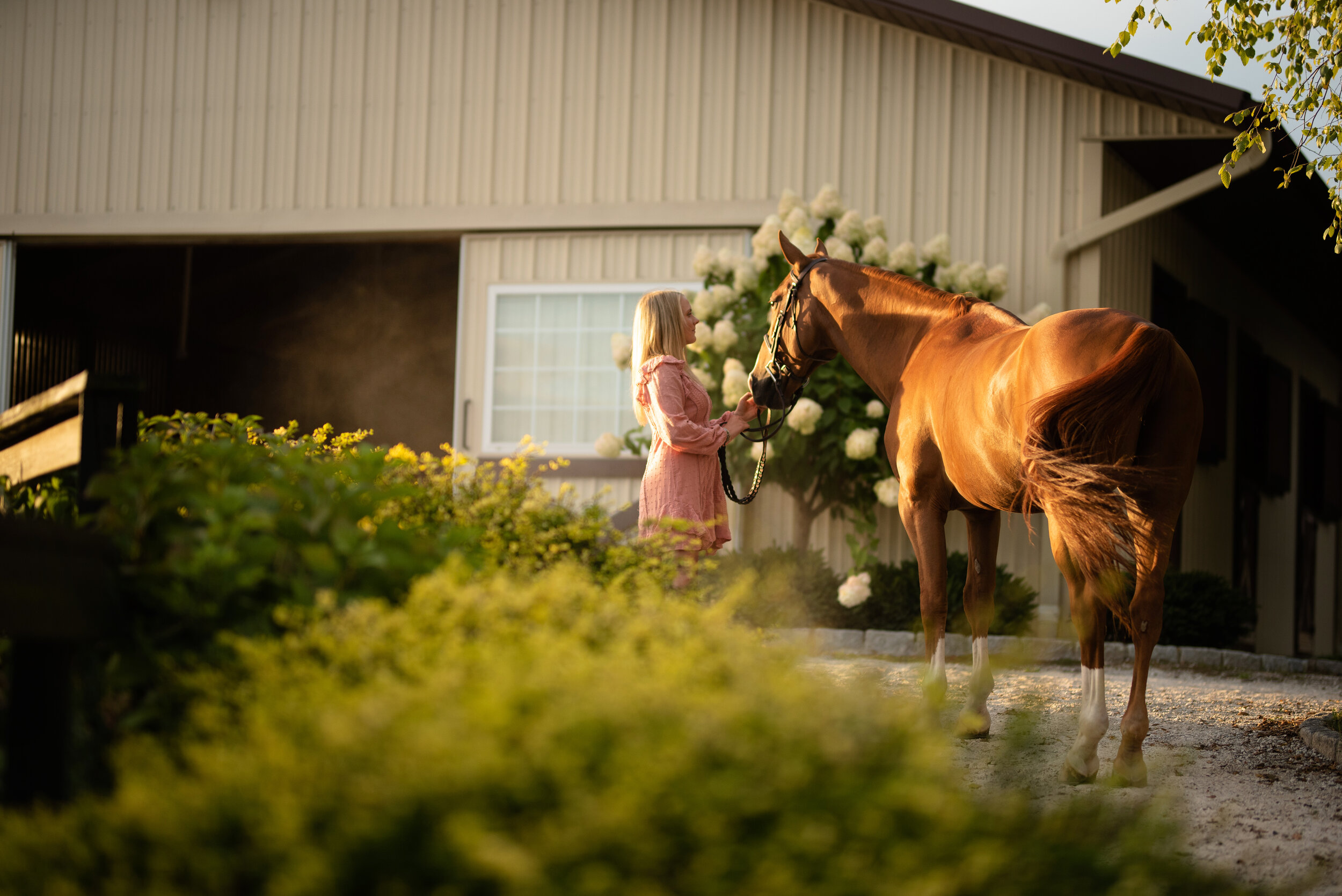 Sydney DeGrazia | New York Horse And Rider Portrait Photographer | Nicole Schultz Photography
