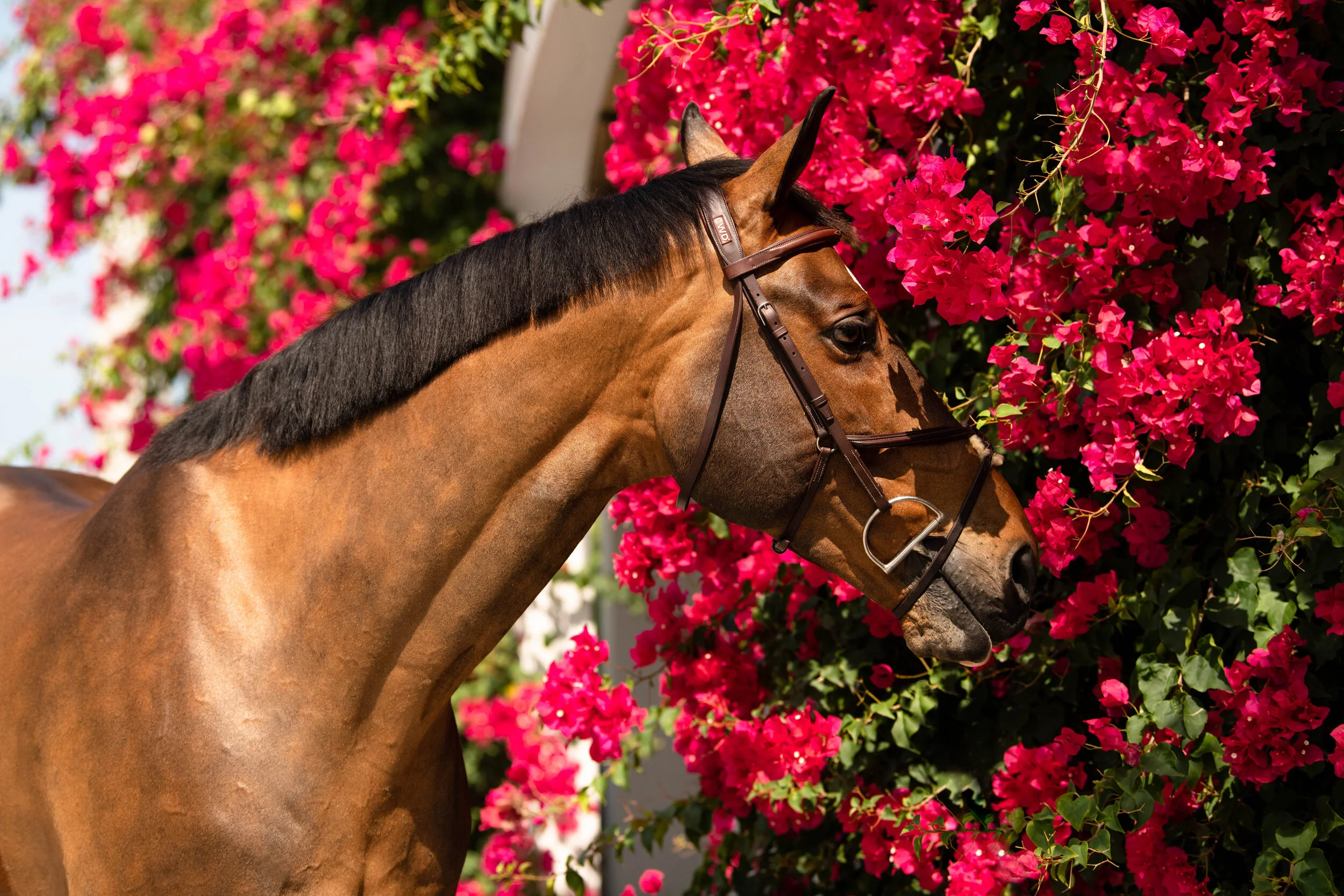 J-Boston S.E &amp; Villamoura | Wellington, Florida Equine Portraiture Session | Nicole Schultz Photography