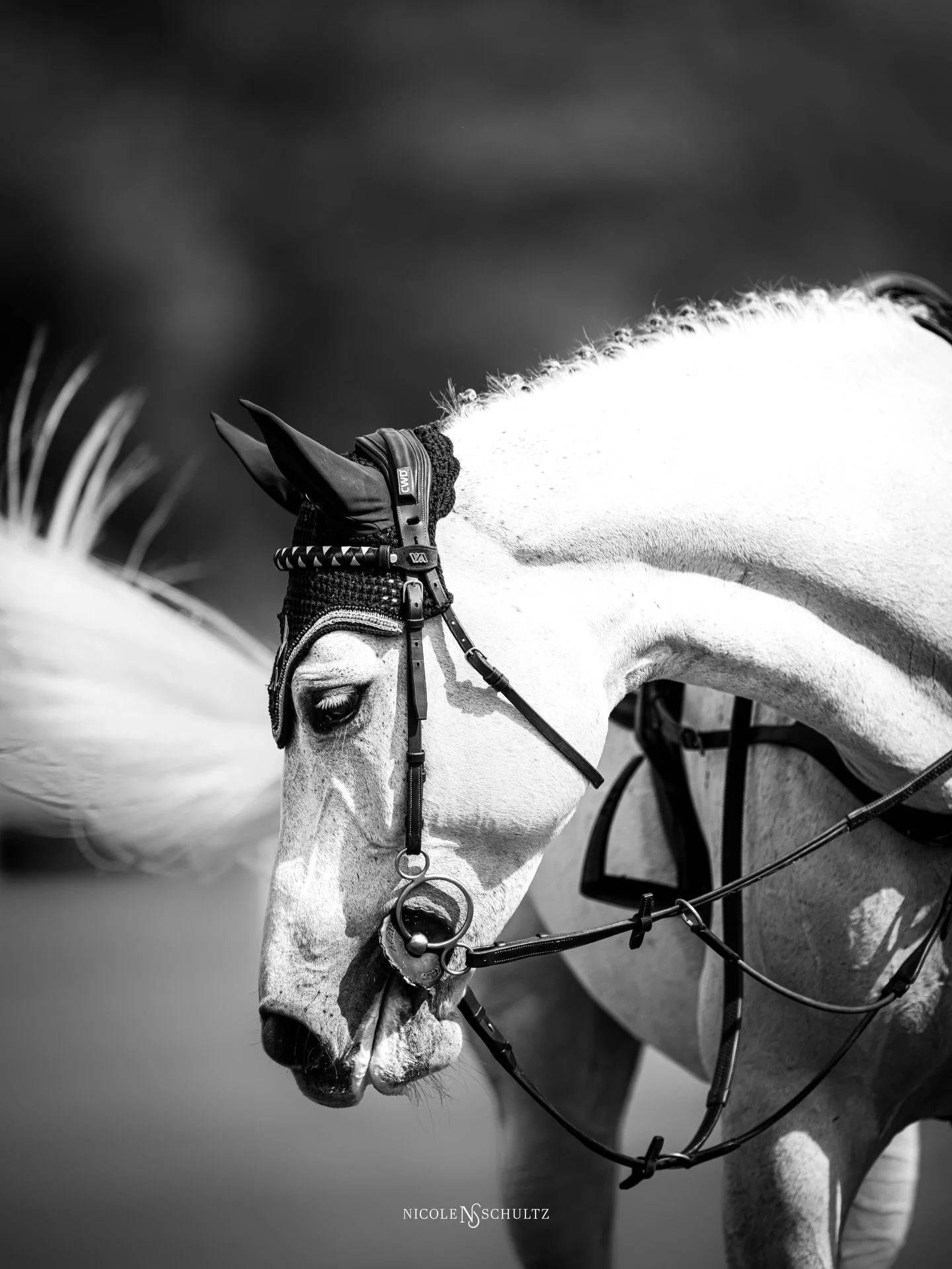 Fury looks good in b&amp;w and color 🥰 which do you prefer?