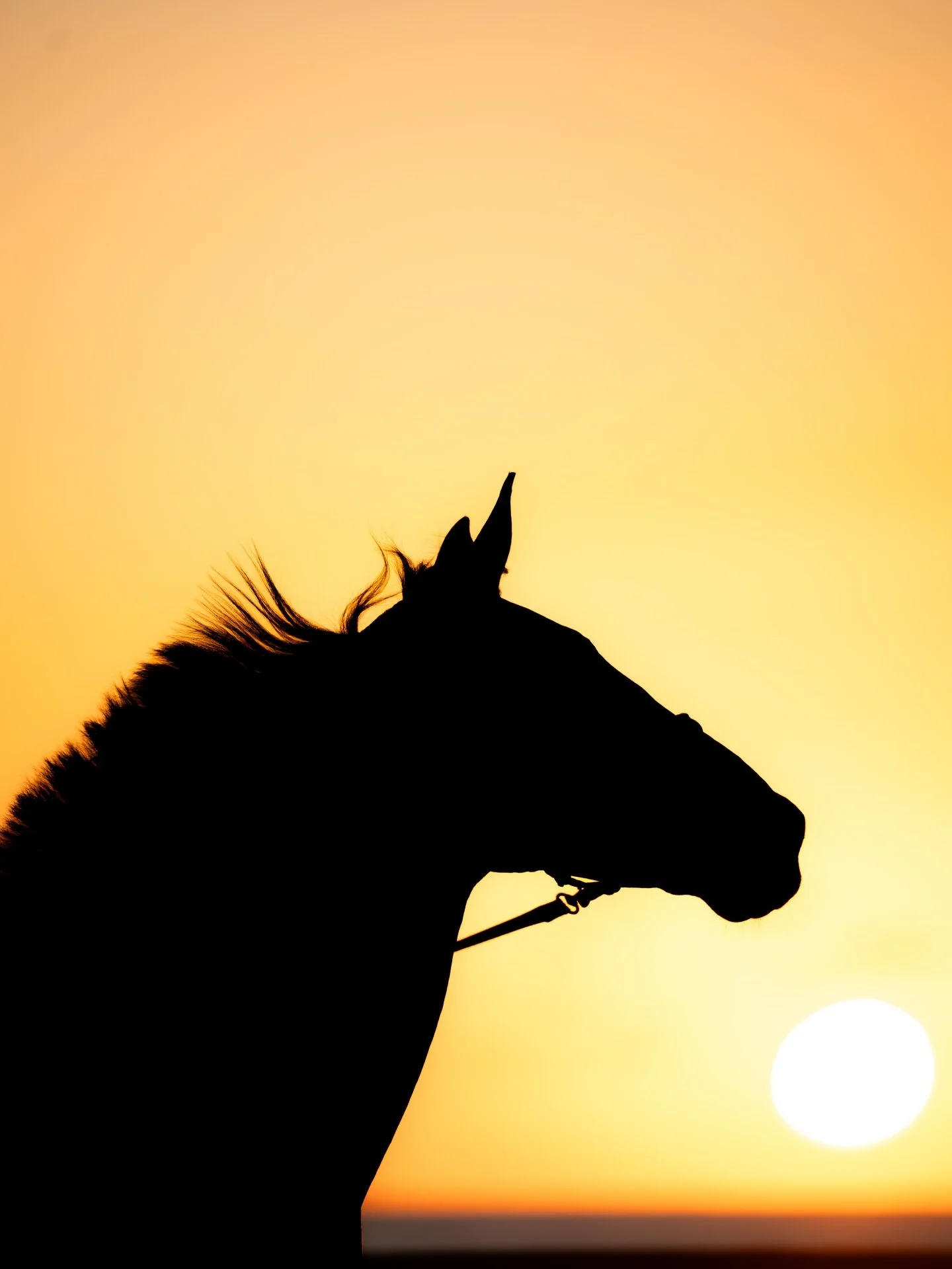 Miami sunrises are back this year for the Fire Horse 🔥