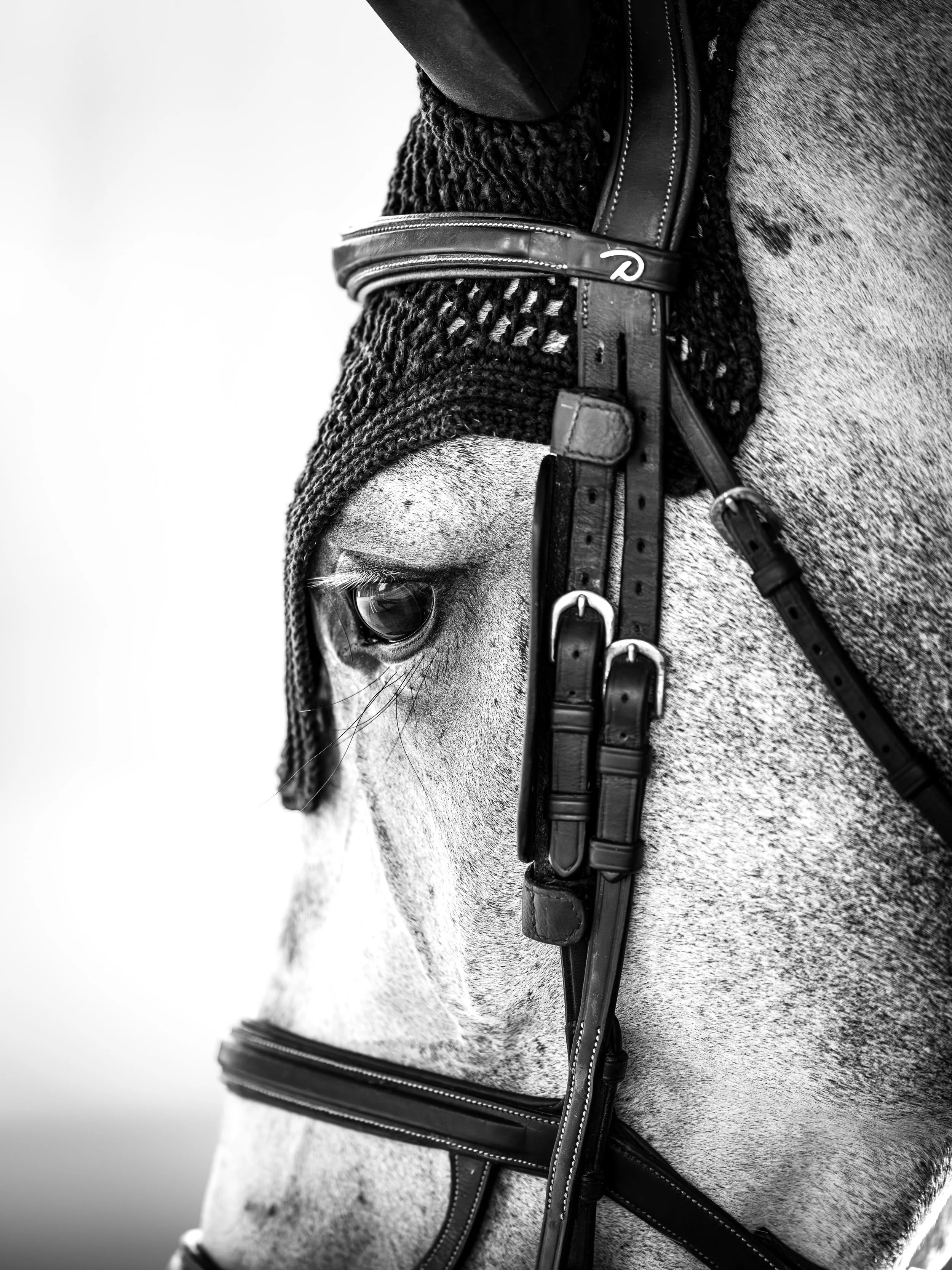 &ldquo;Time spent with horses is an investment in the human spirit.&rdquo; - ChatGPT