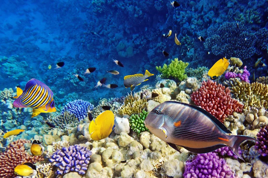 snorkeling.jpg