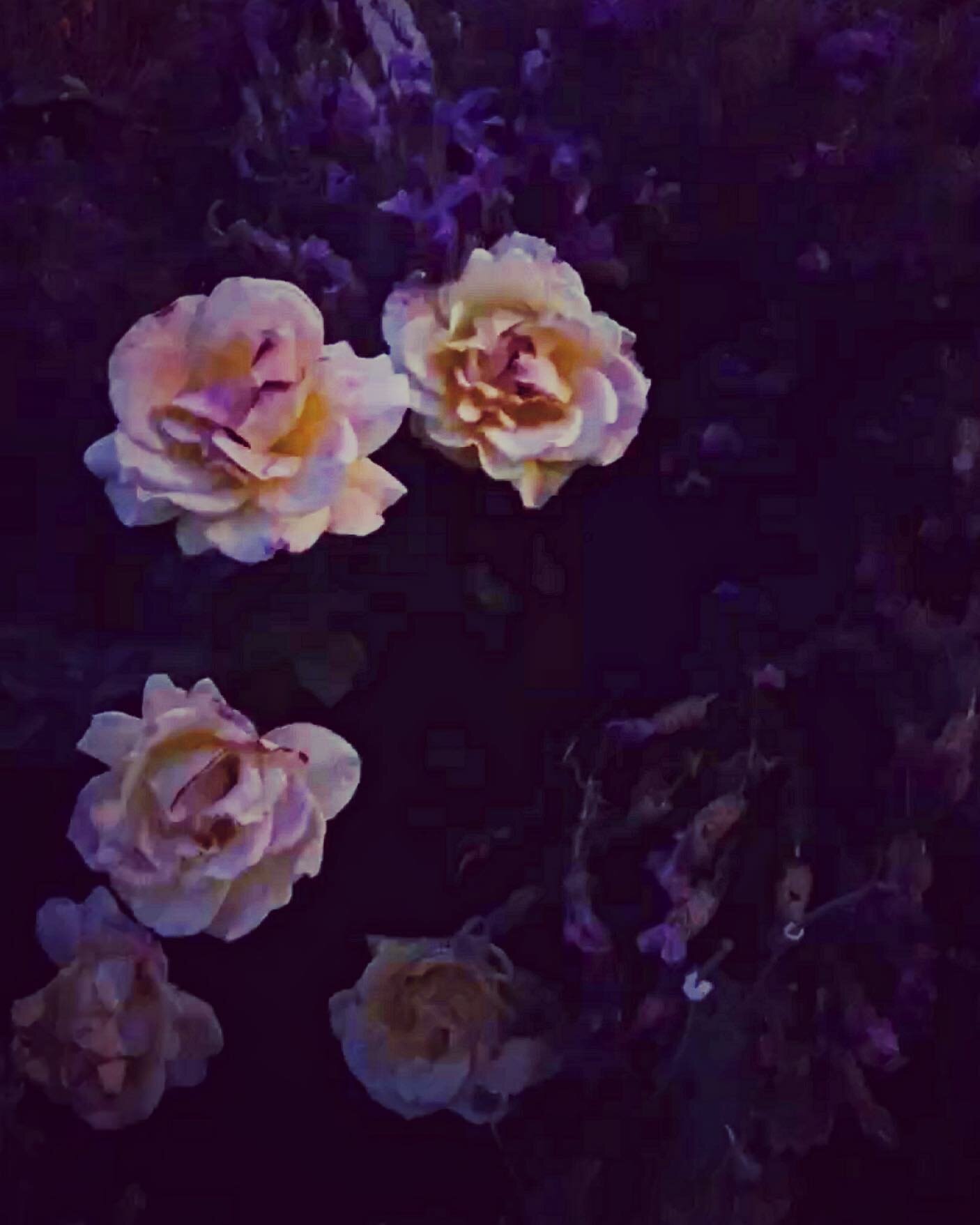 WILD NIGHTS, V. #calilove #nightphotography #flora #ranunculus #gardenrose