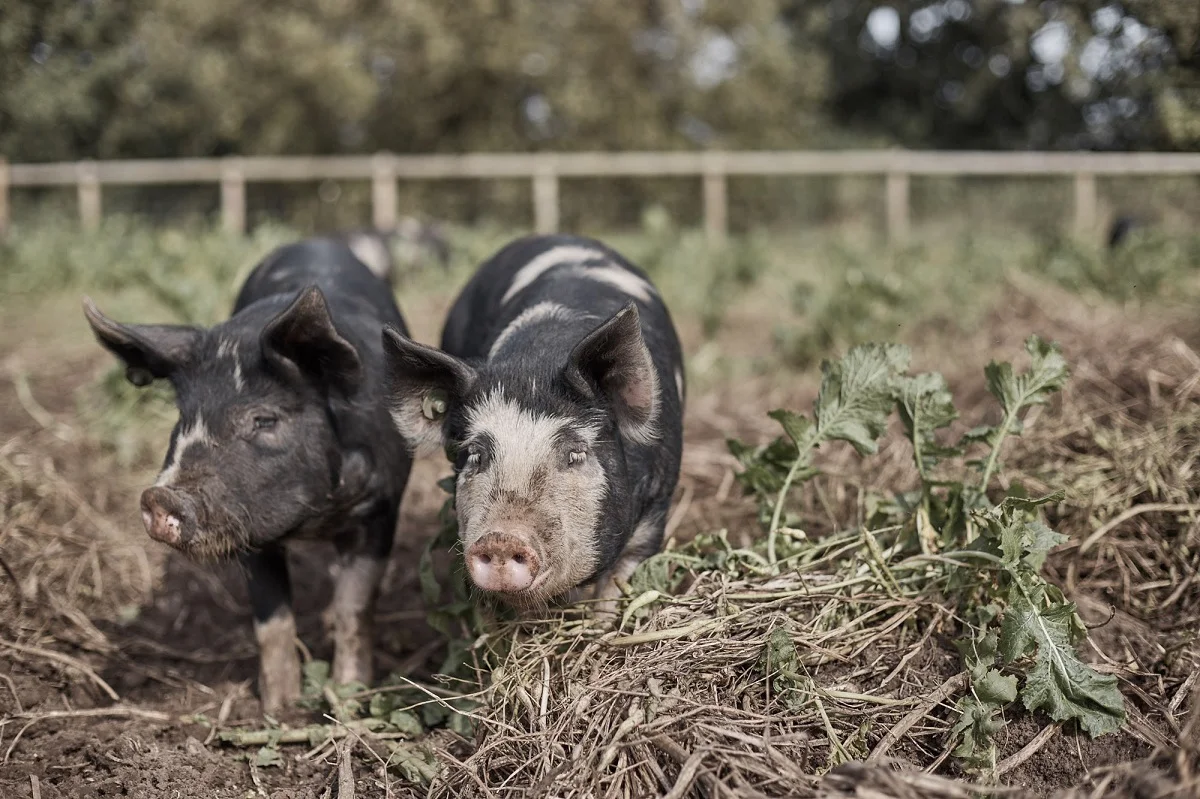 Fontmell_Pigs_7586.jpg