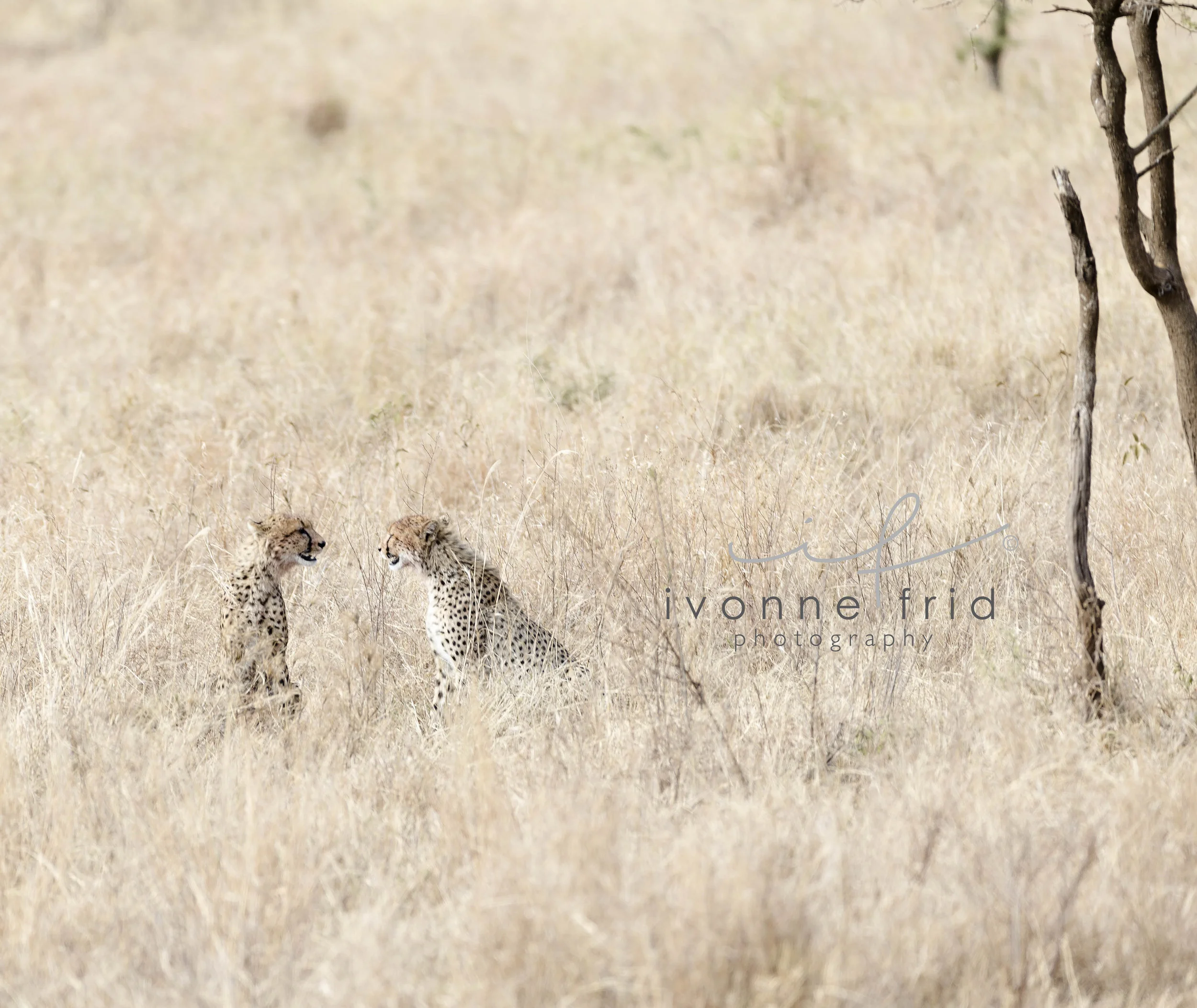 Cheetahs-Chitas