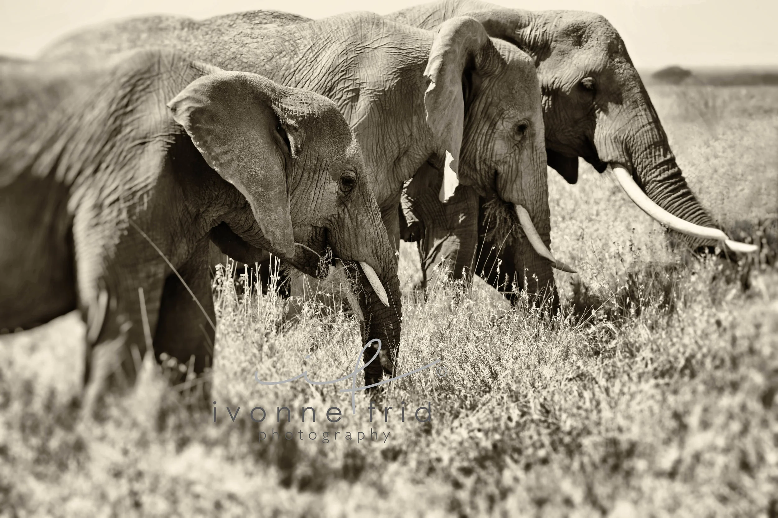 Three Elephants, Kenya.