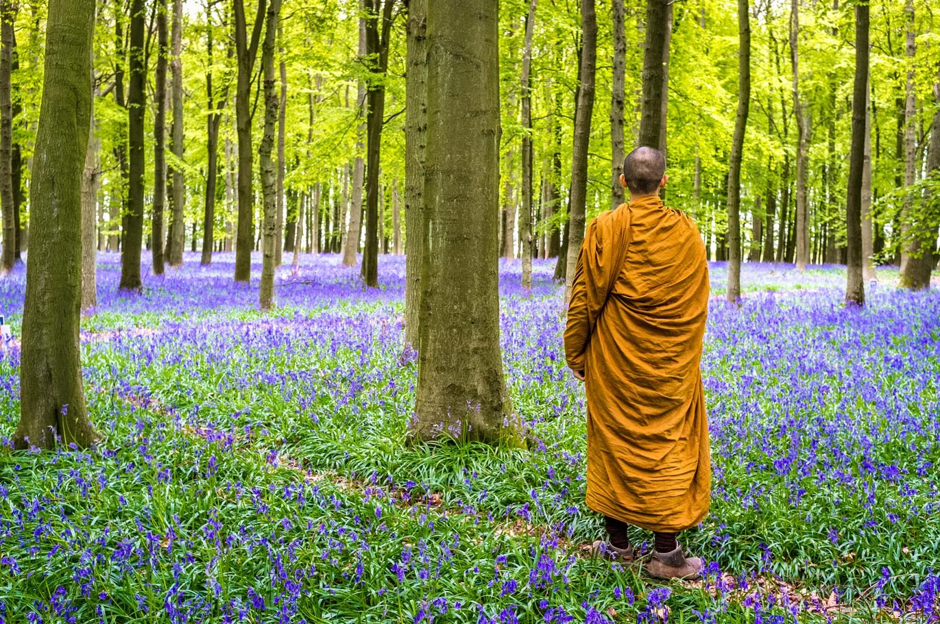 Monk-Wood.jpg