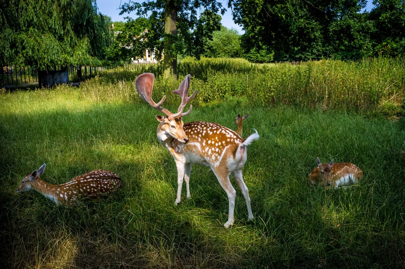 clissold-Deer.jpg