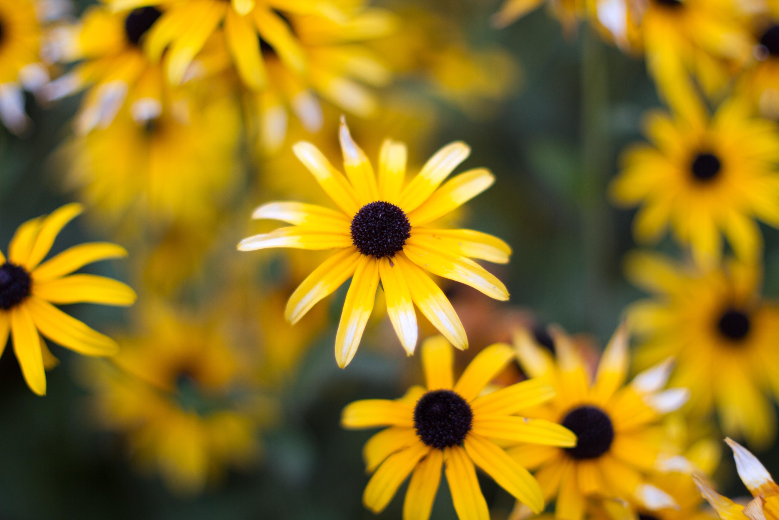 Black Eyed Susans