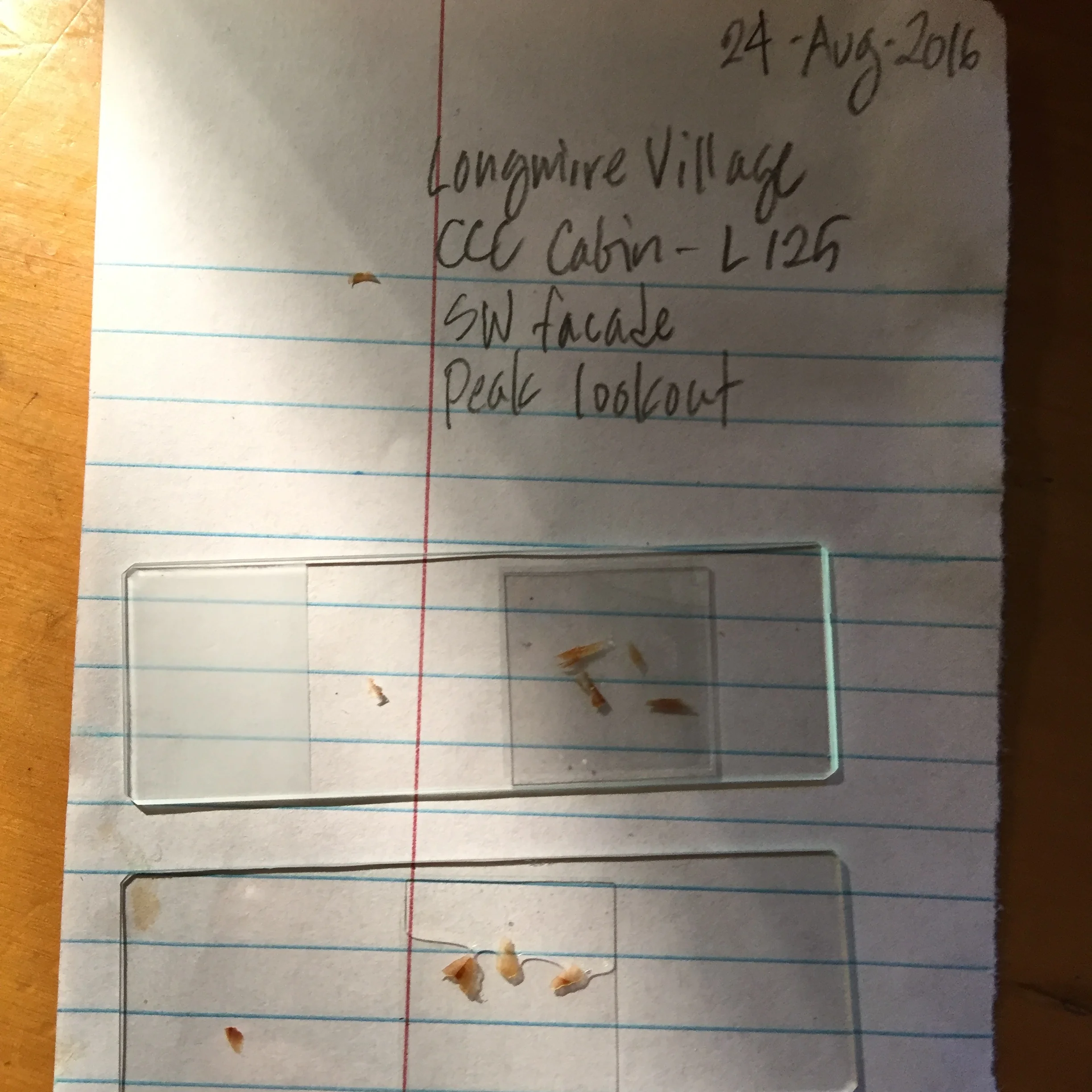 Preparing slides of wood samples from Cabin L125