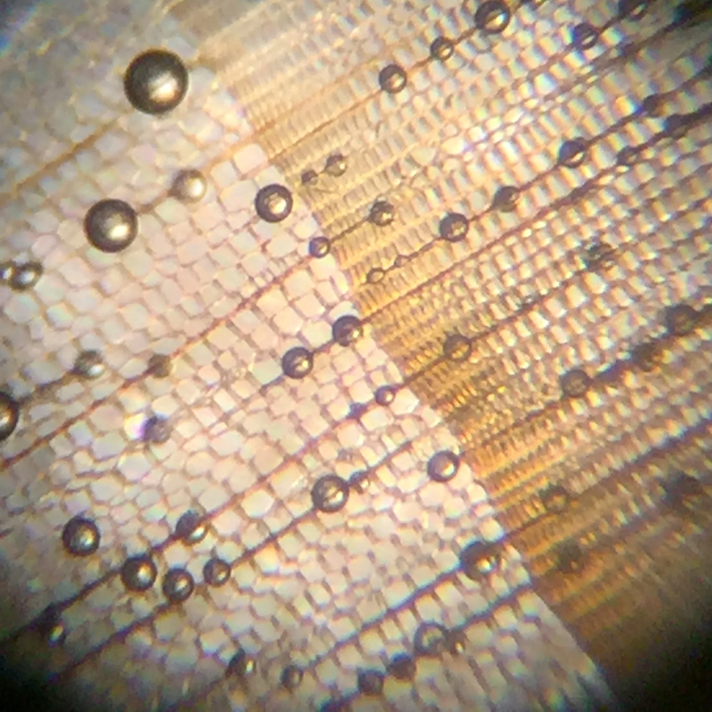 View through microscope of growth ring boundary (Note, round air bubbles are not part of cell structure)