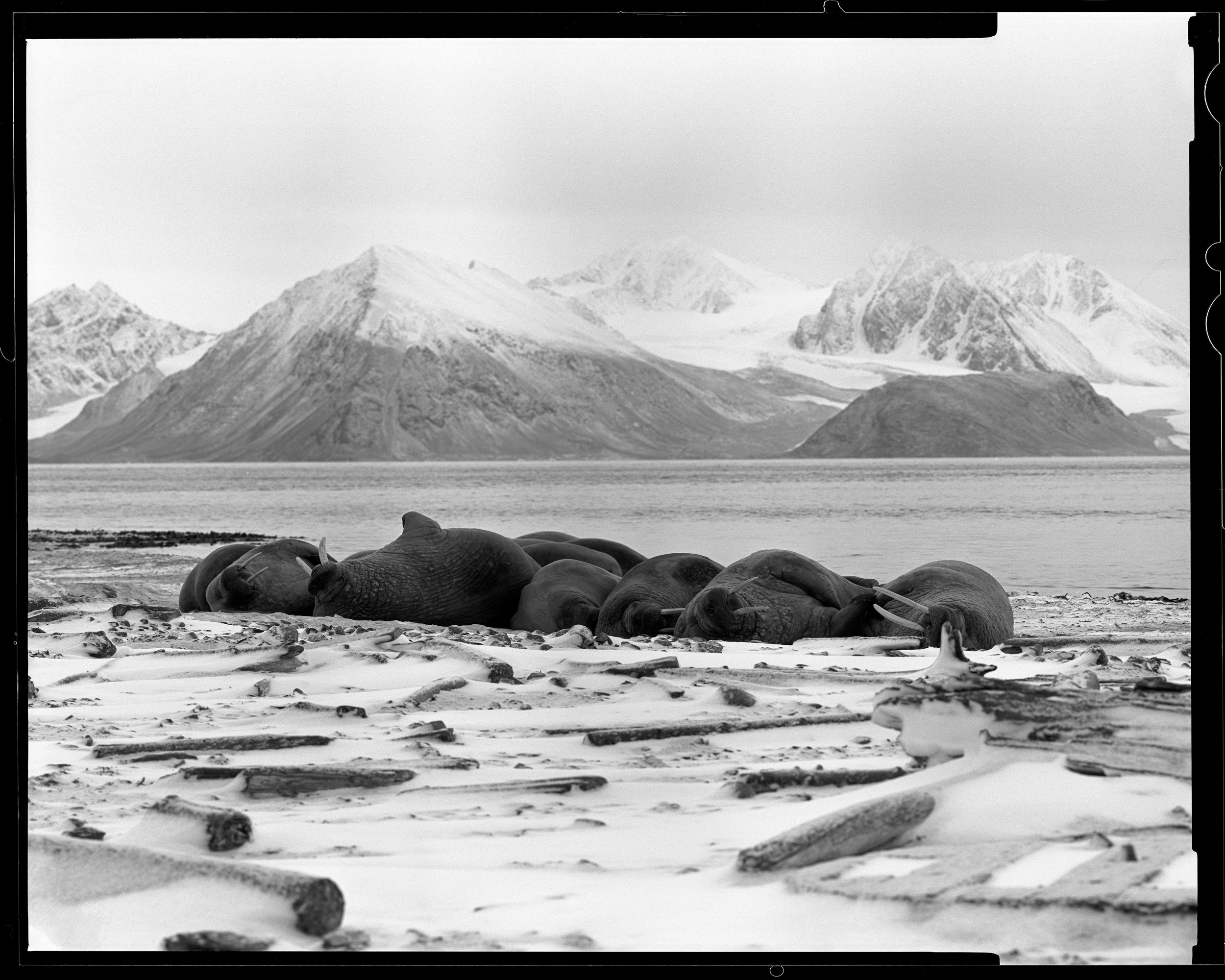 Walruses of Smeerenburg