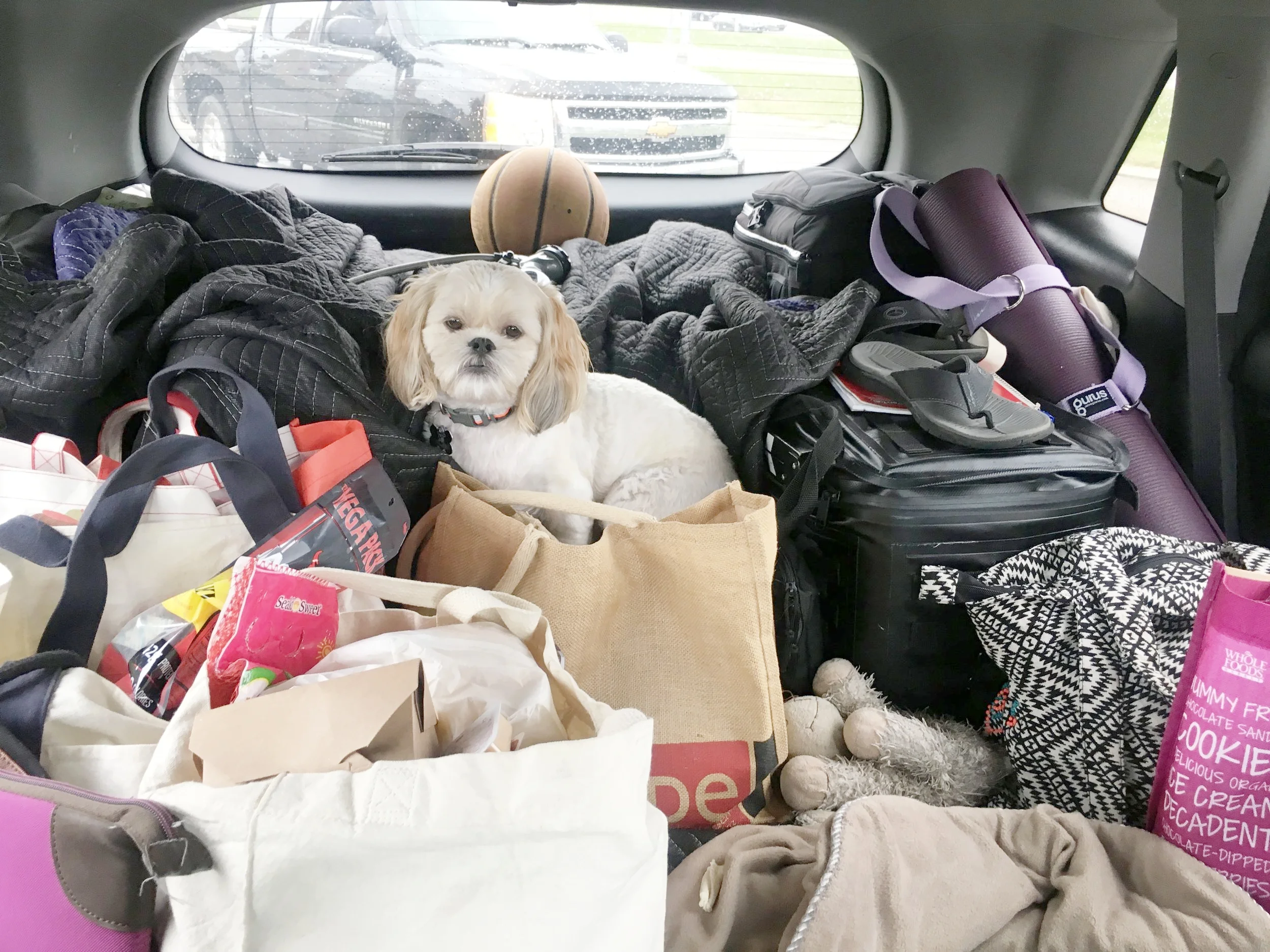 A very tired Rosie roaming in all of our life's possessions on a 45 min wait for gas.