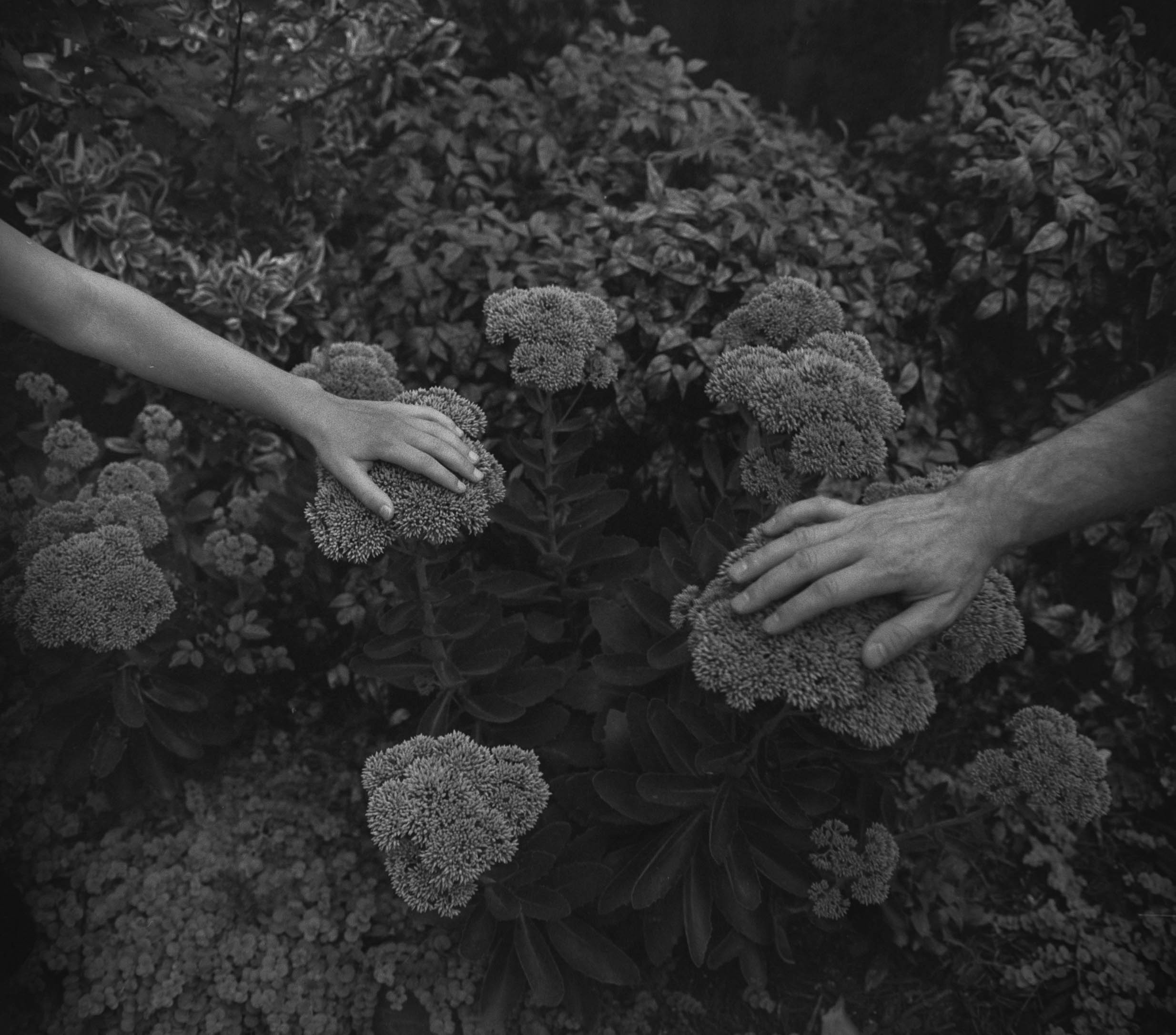 blossoms (our hands).jpg