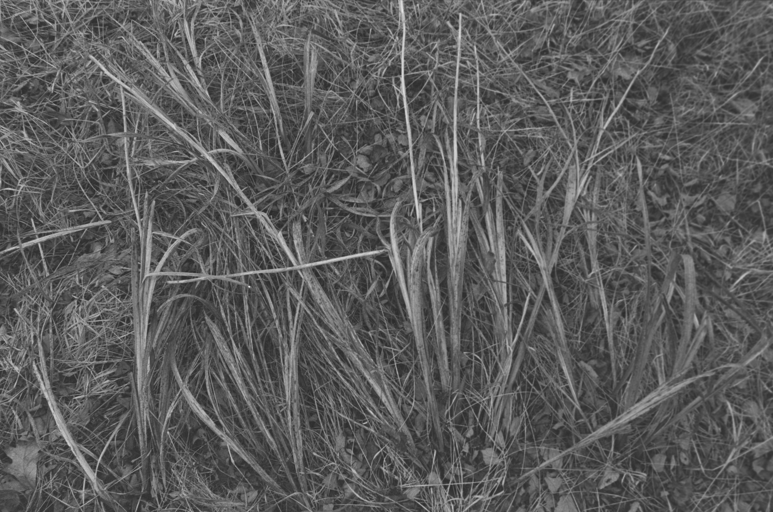 flattened grasses.jpg