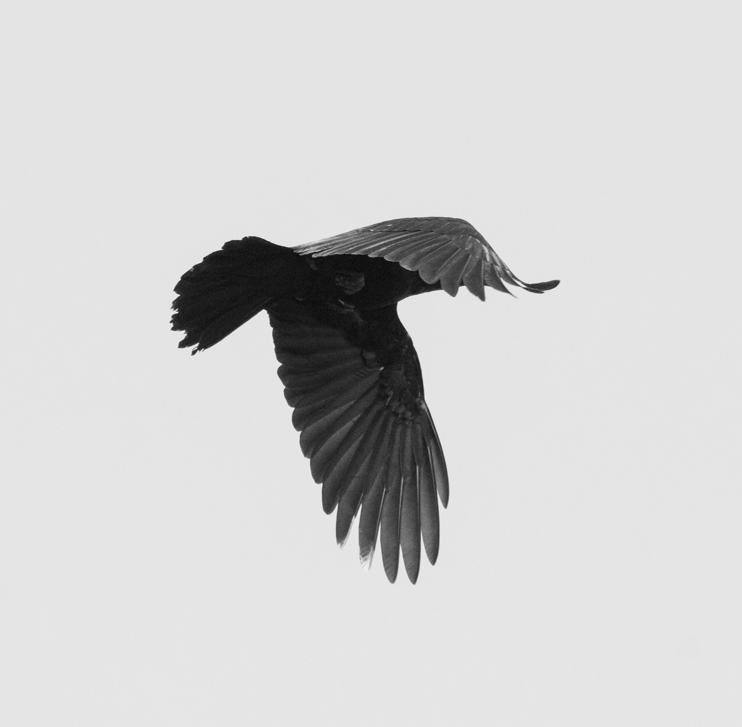 crow in flight.jpg