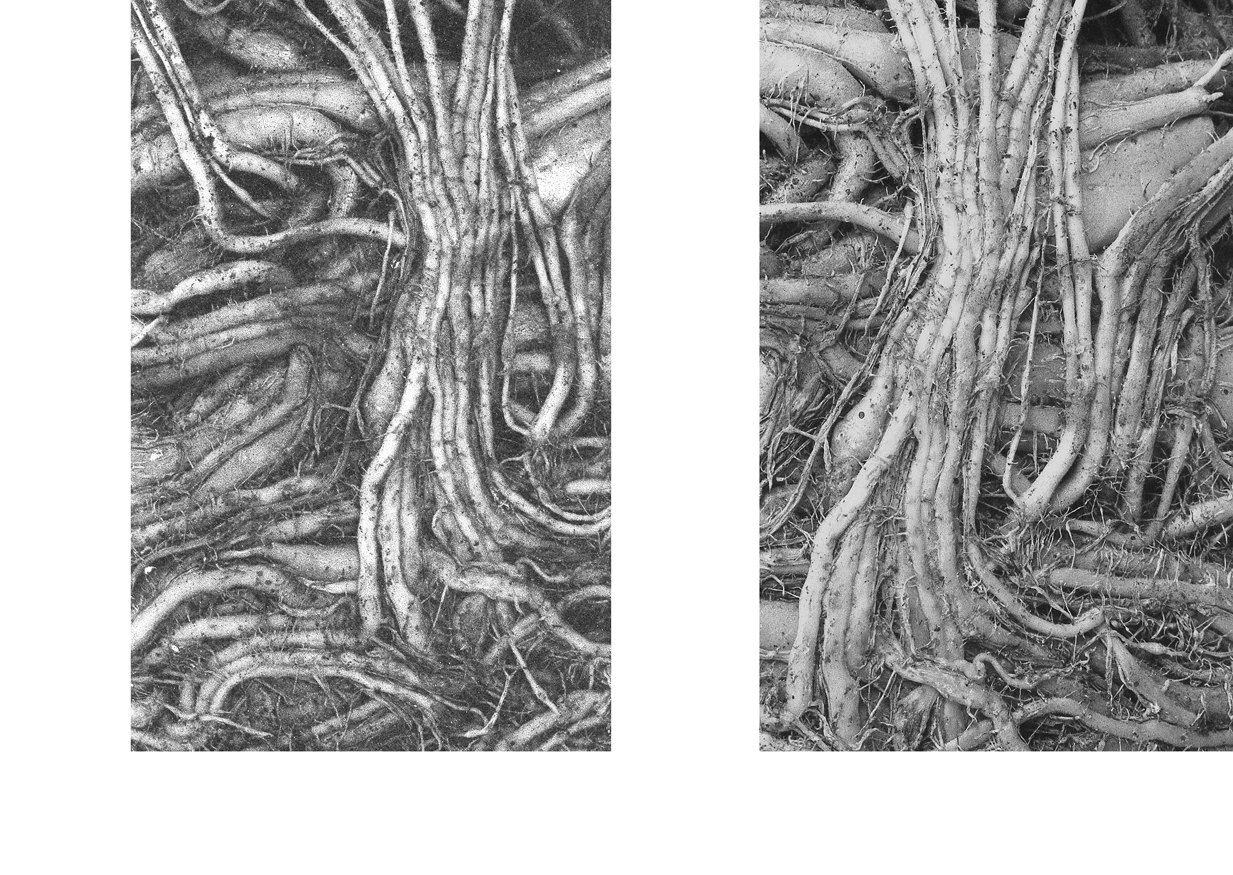 roots diptych.jpg