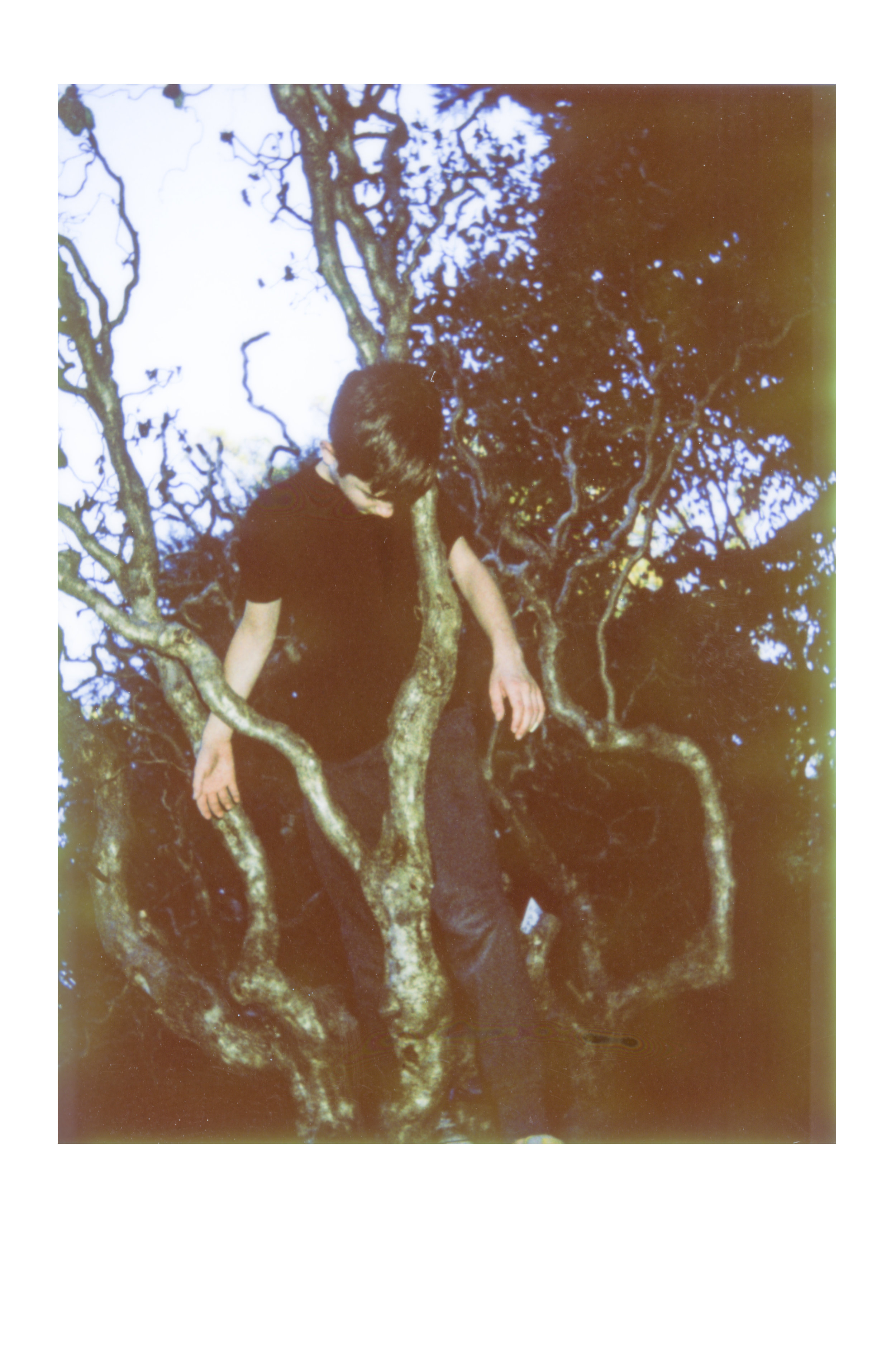 Jack in the Harry Lawler Tree SMALL.jpg