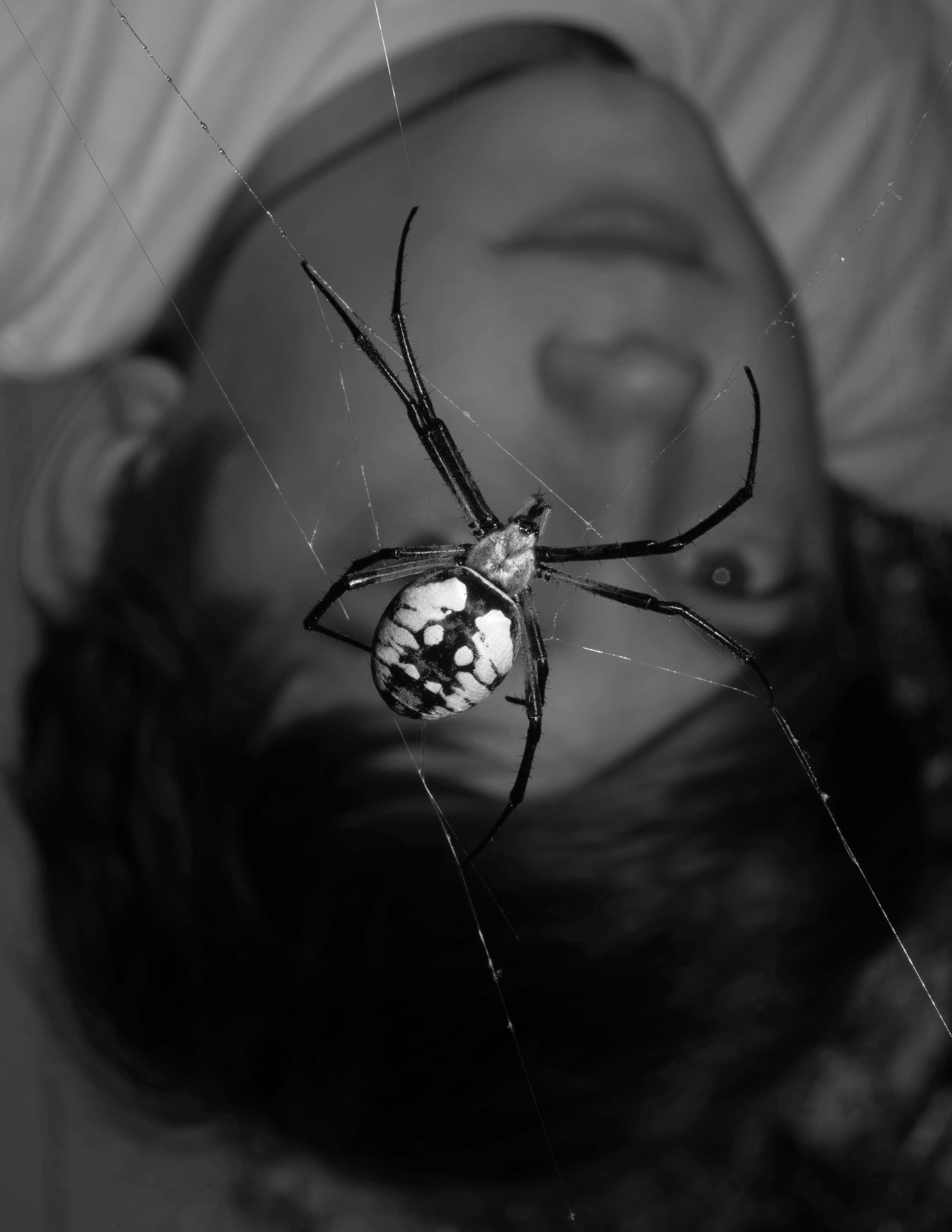 jack portrait orb weaver copy.jpg