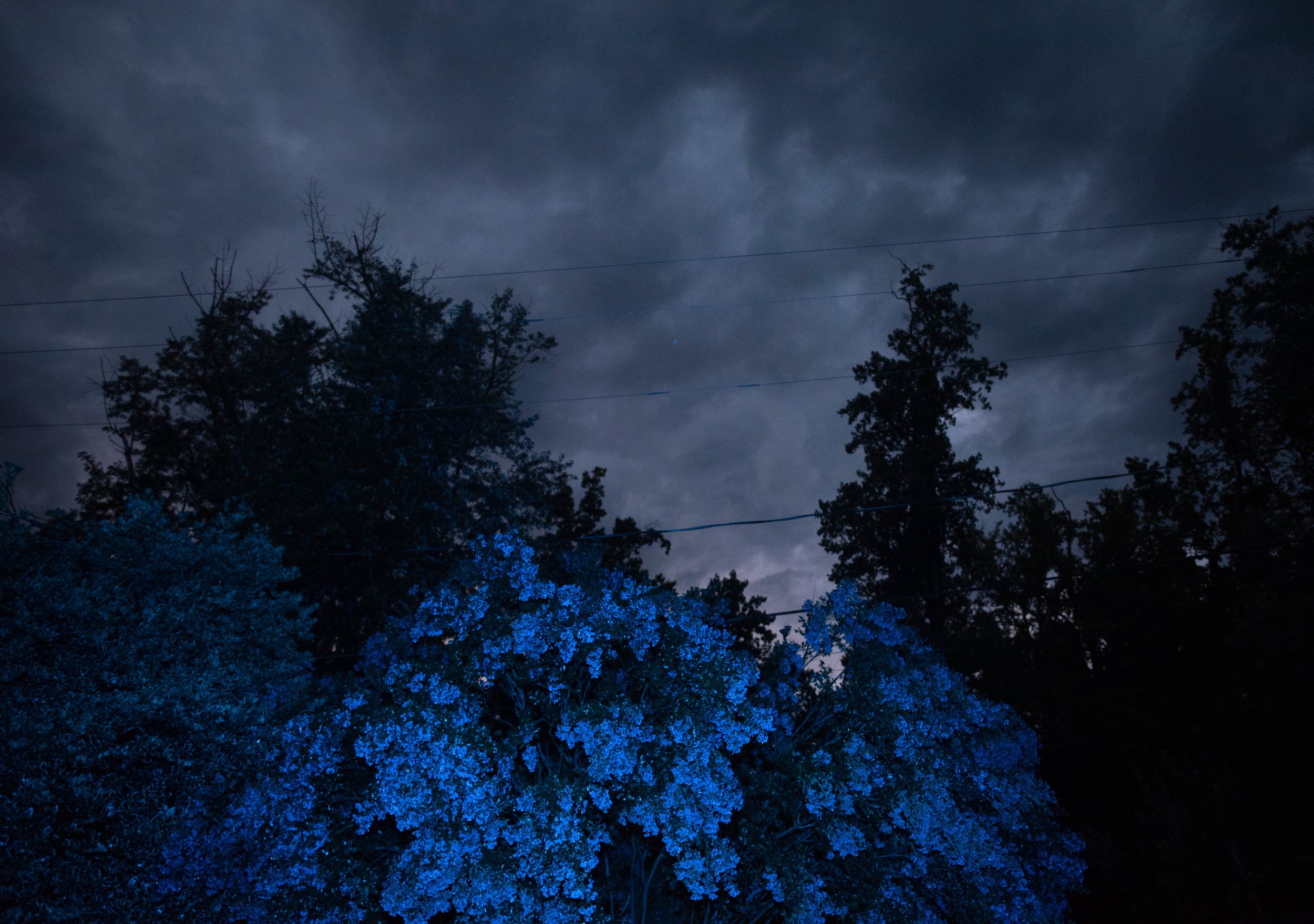 august storm tree 2023 blue03.jpg