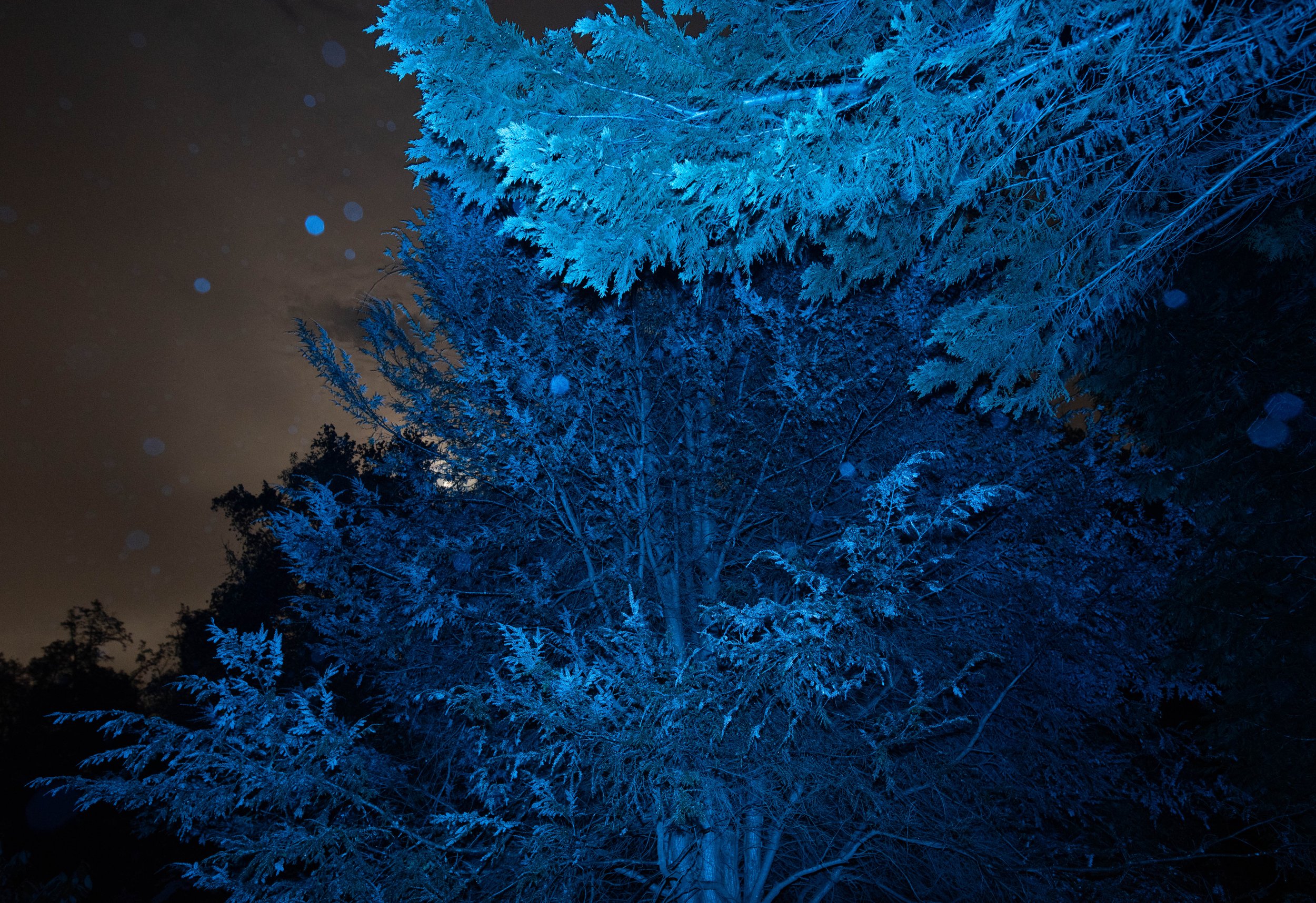 blue pines under moon.jpg