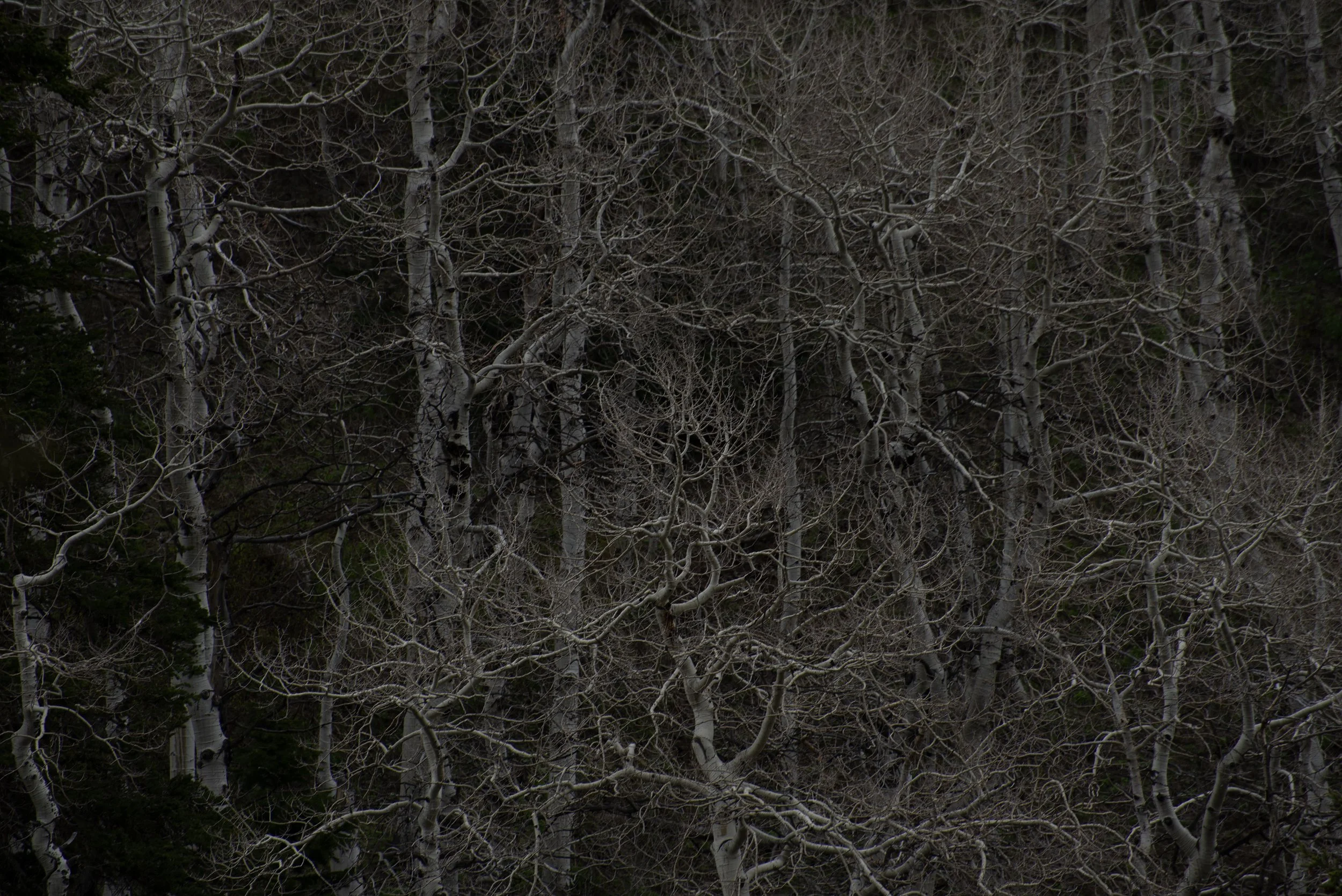 deep winter 2025 017.jpg