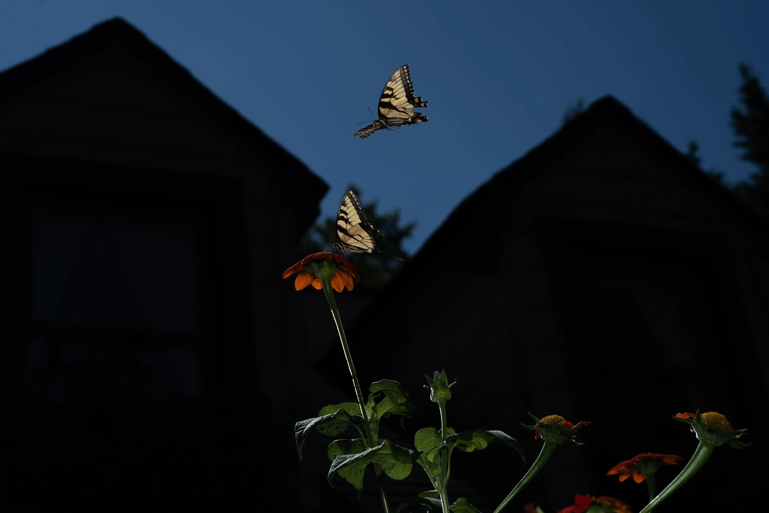late summer 2025 143.jpg