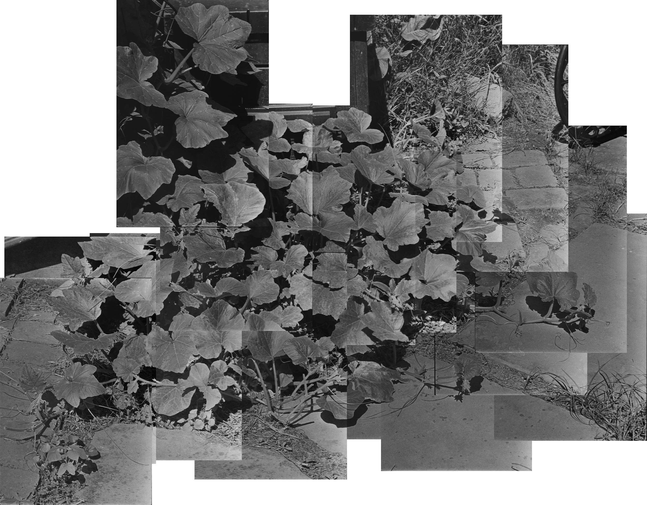 pumpkin collage.jpg