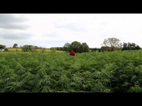 Why Kentucky farmers are quitting tobacco and turning to hemp