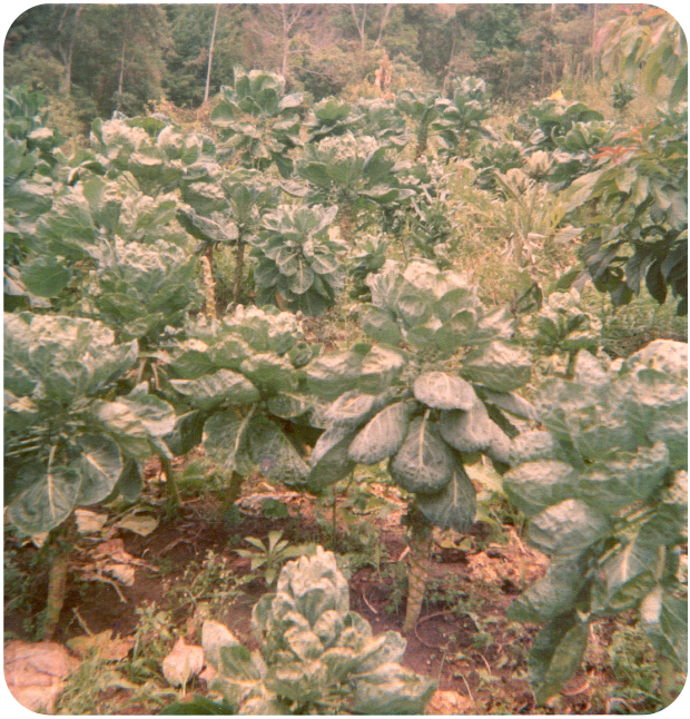 Plantação de Couve de Bruxelas, 1984.