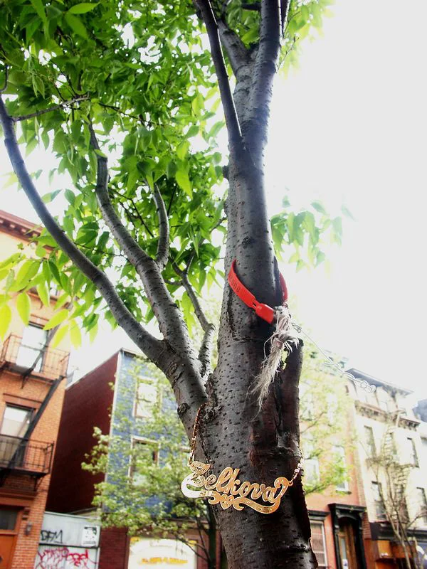Zelkova_red_ribbon.jpg