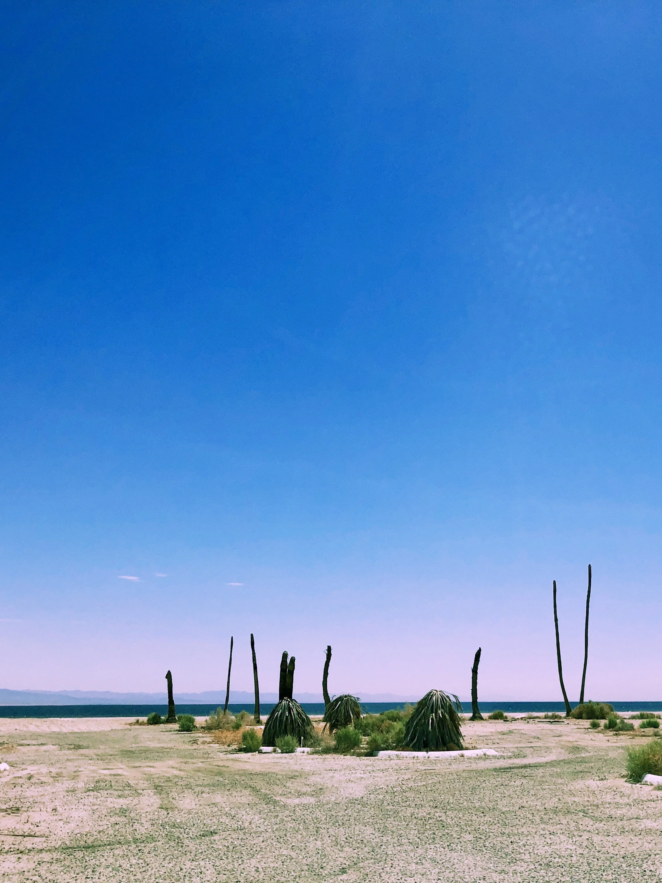 horizon sky, dying cactus, salton sea