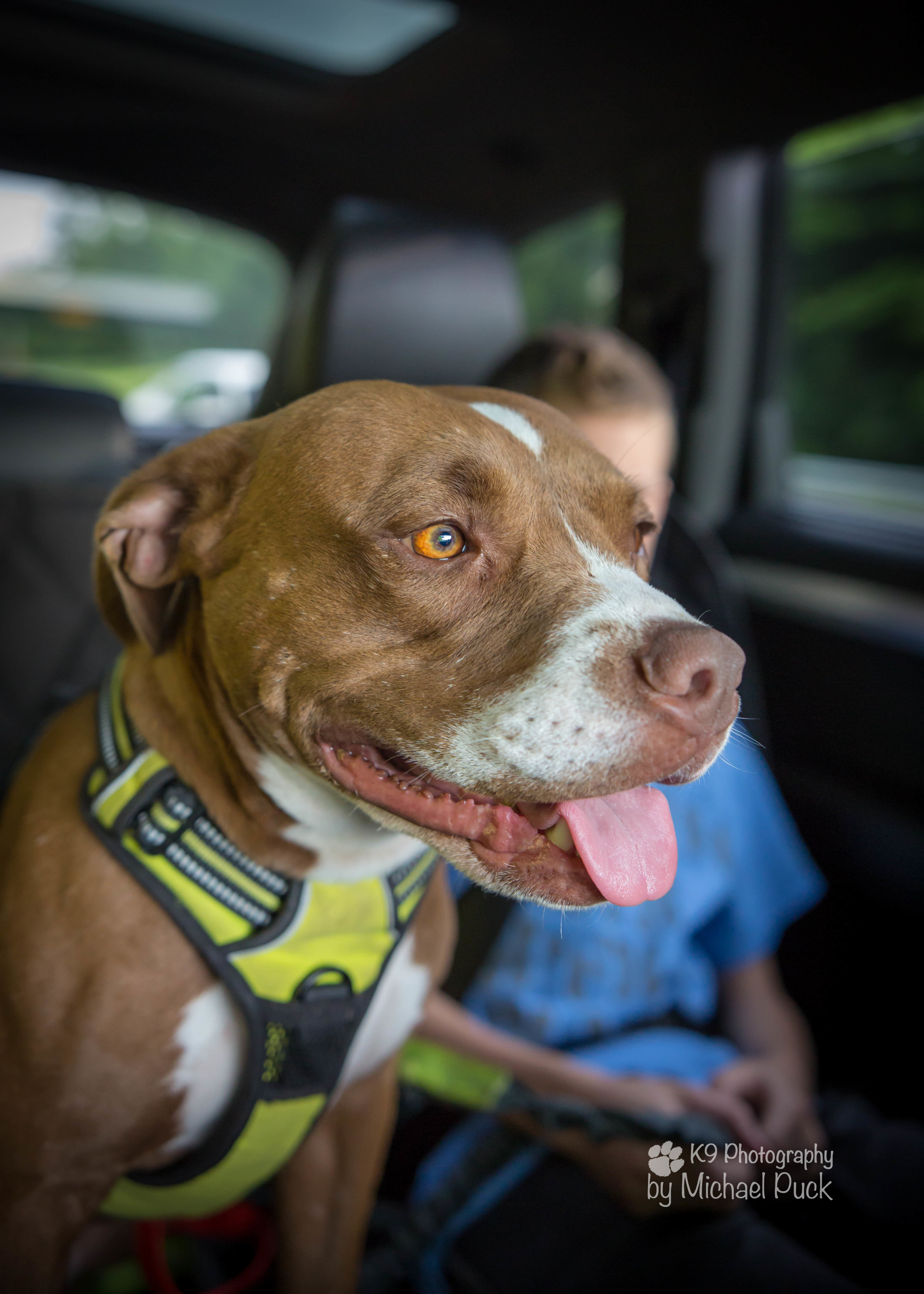 Rose loves riding in the car and behaves like a little angle in the stores we are allowed to take her in. 