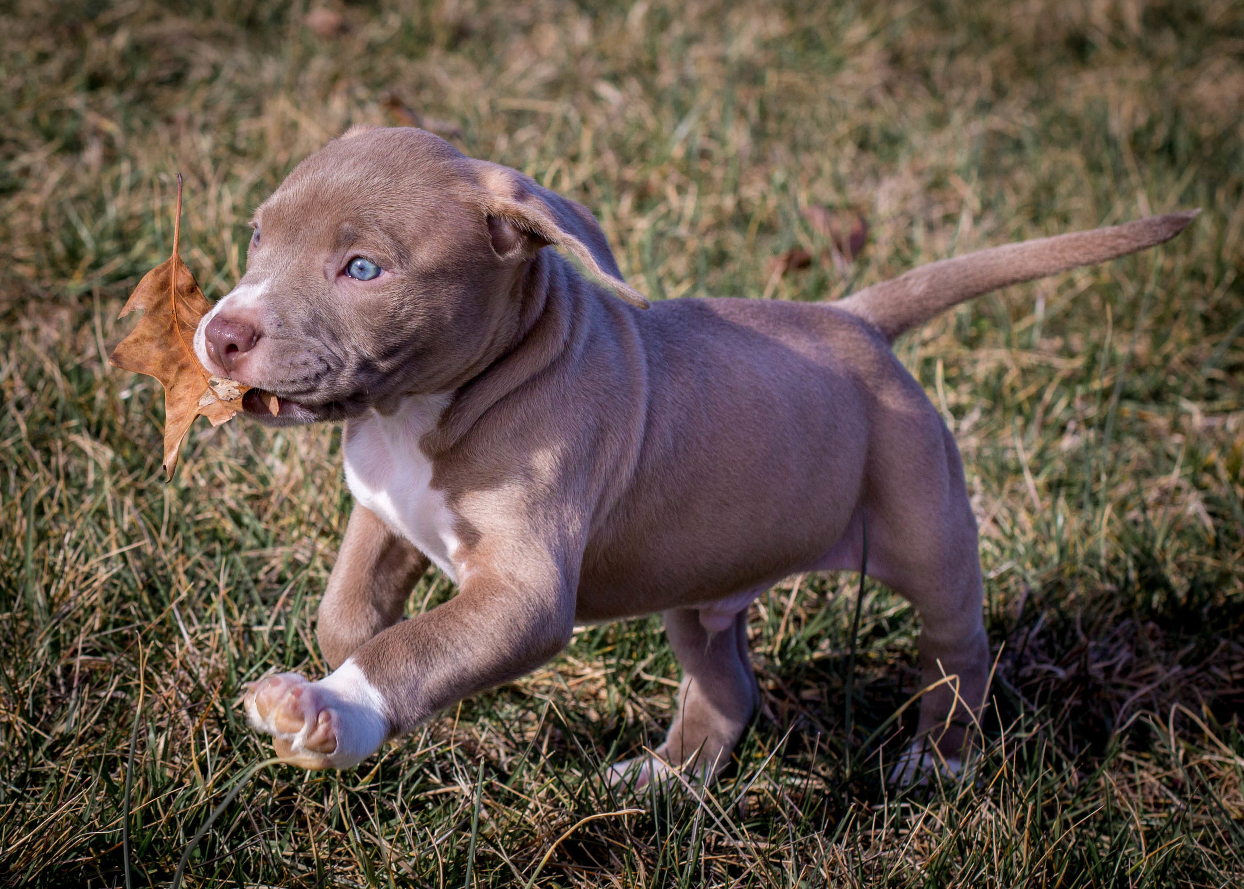 We called this little bundle of energy Duke. He and his brothers Tank and Bruno had a great time running around in the grass for the first time. 