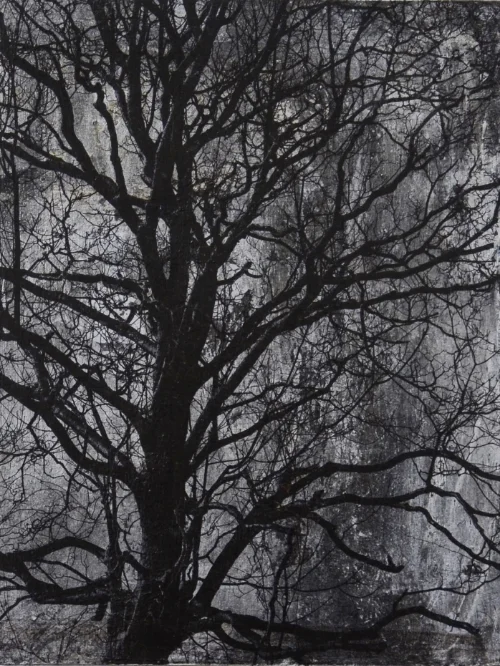 Winter Trees: Northampton Field