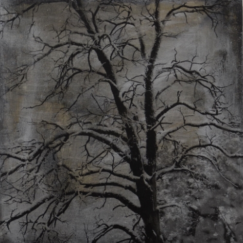 Winter Trees: Snow in Sedona