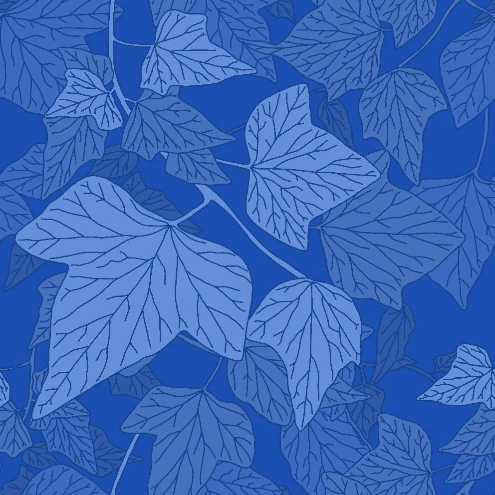 Ivy2 (20260526101441).jpg