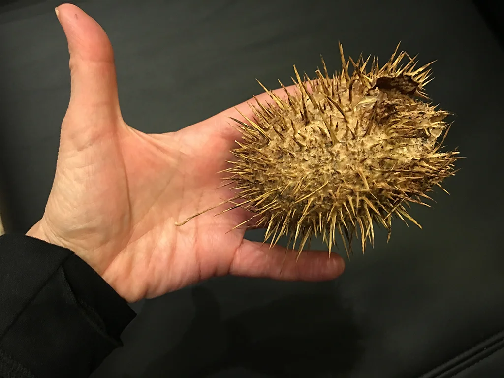 Susan / Favorite Object