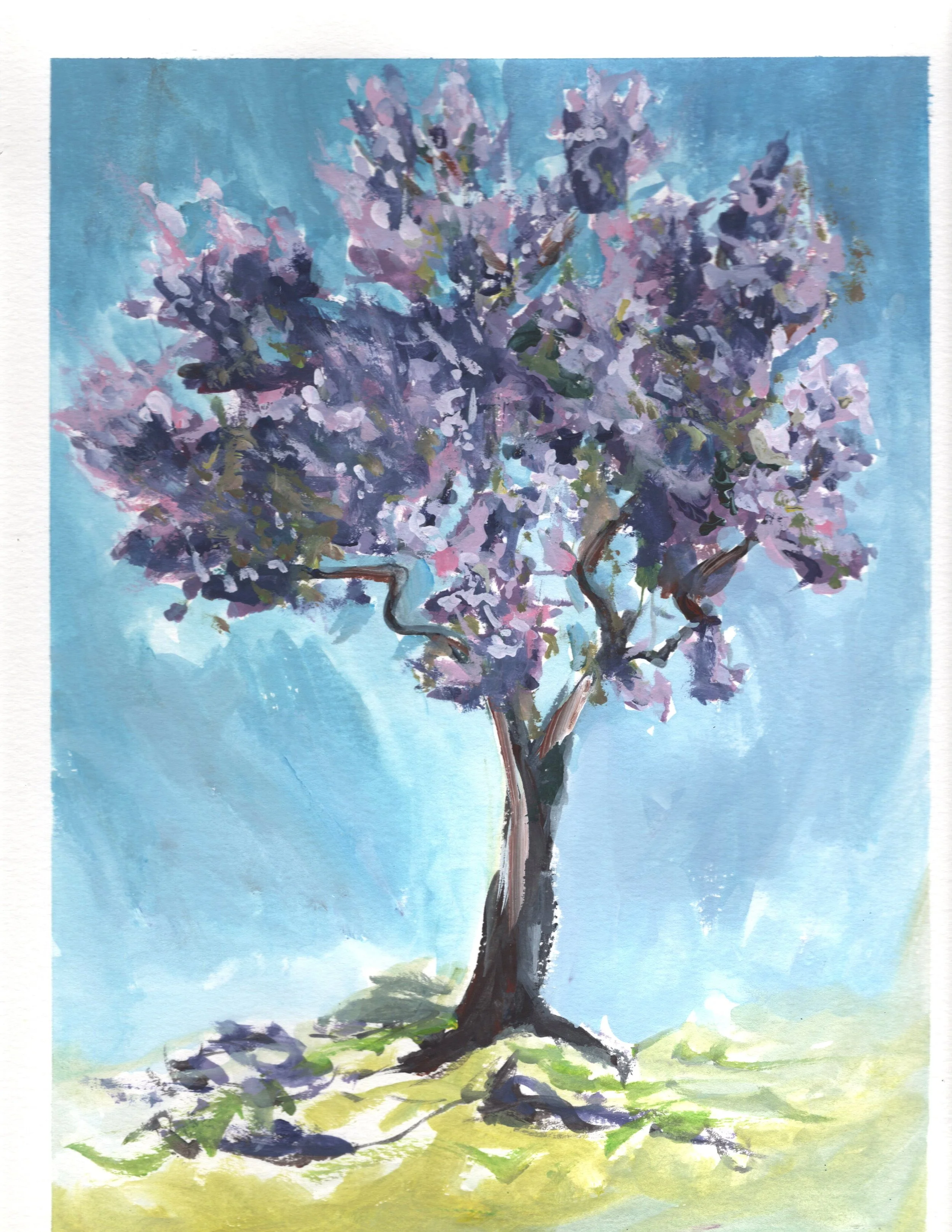 jacaranda 2
