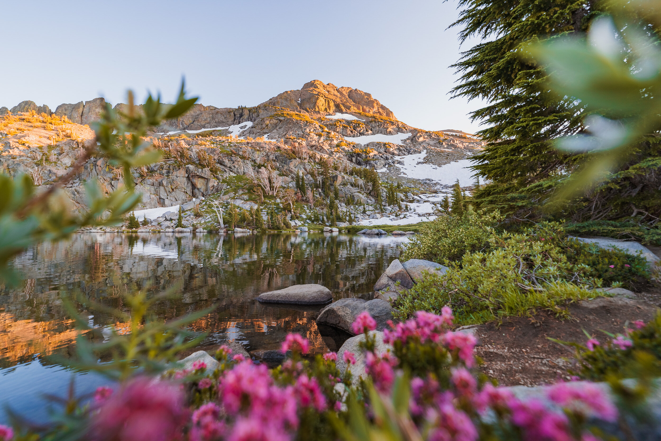 Winnemucca-Lake-Wildflowers-Glenn-Lee-Robinson-9.jpg