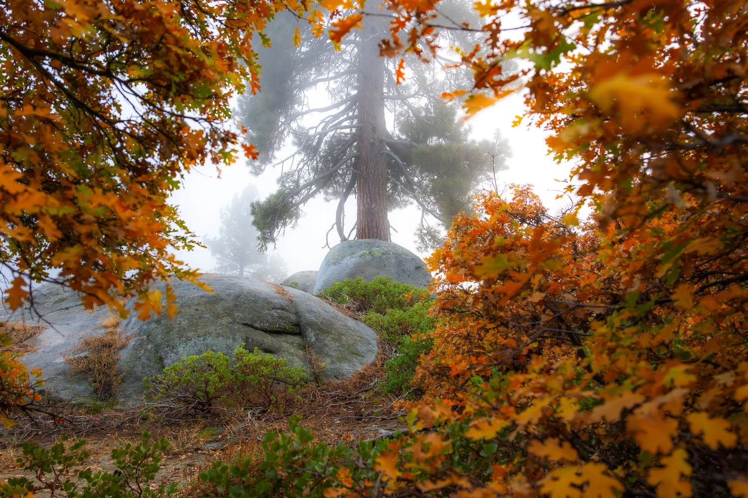 Sequoia and Kings Canyon destination photography