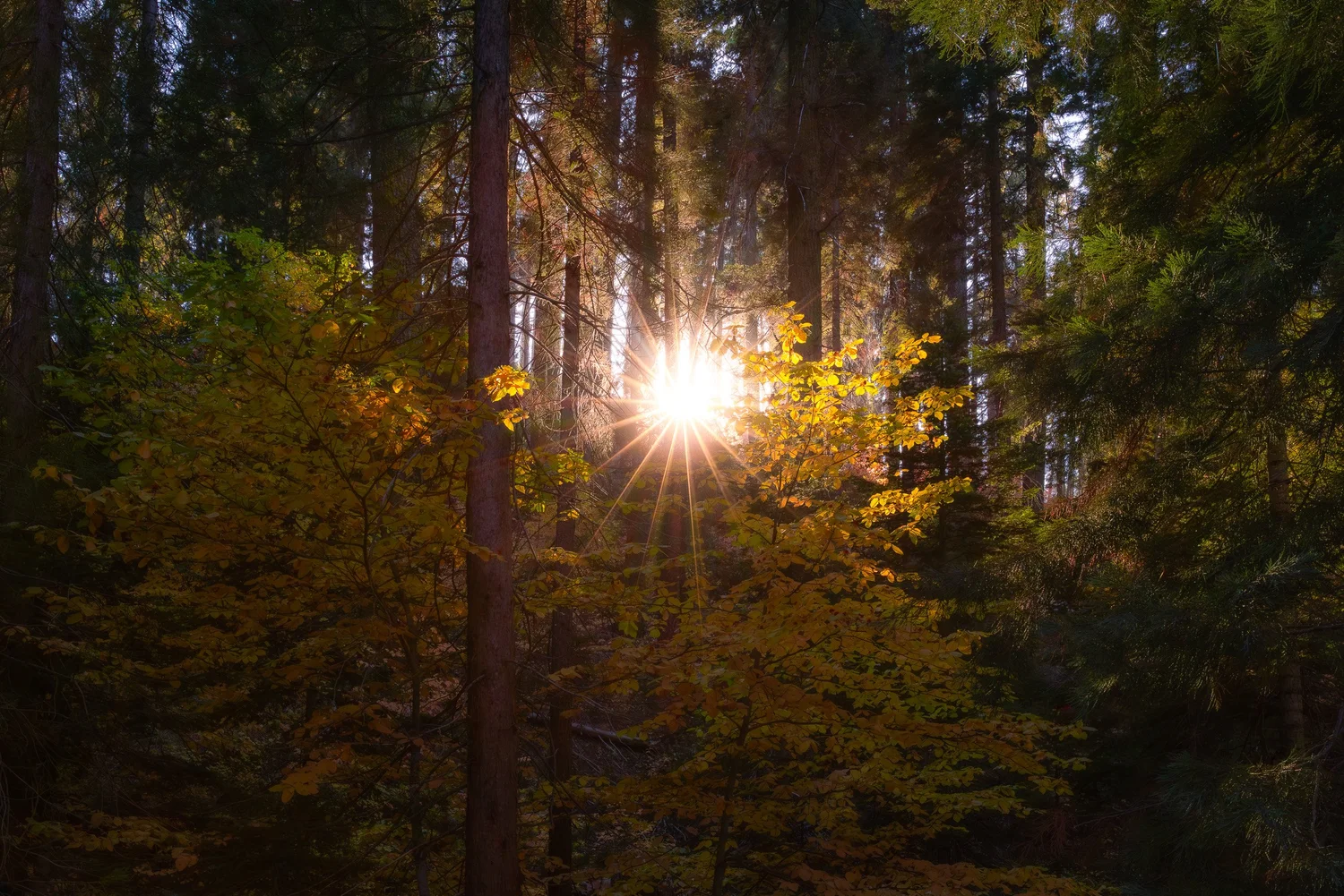 SEKI-Fall-8.jpg